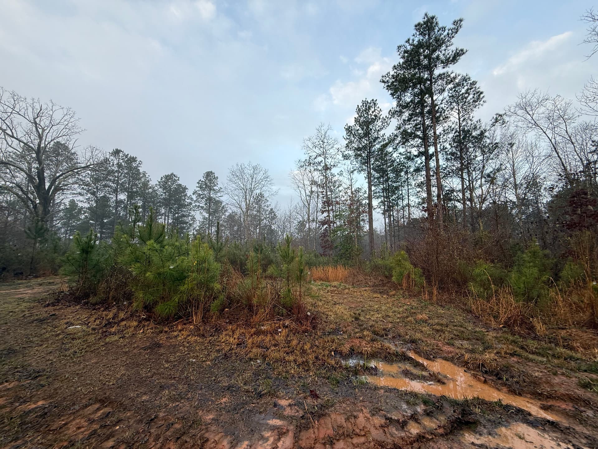 Gallery photos for From Dense Forest to Open Land with Legacy Landworks: Image #1