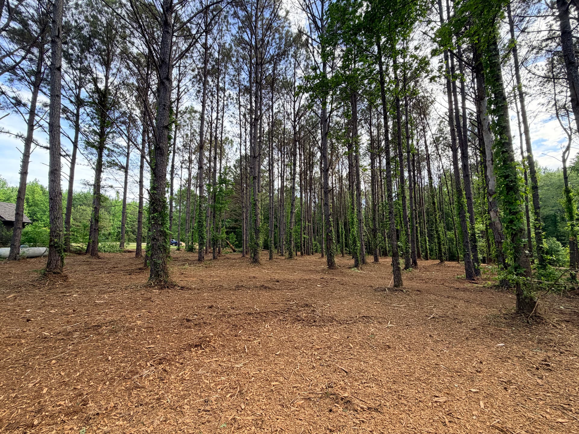Gallery photos for Forestry Mulching Clears Overgrown Property in Smithville: Image #8