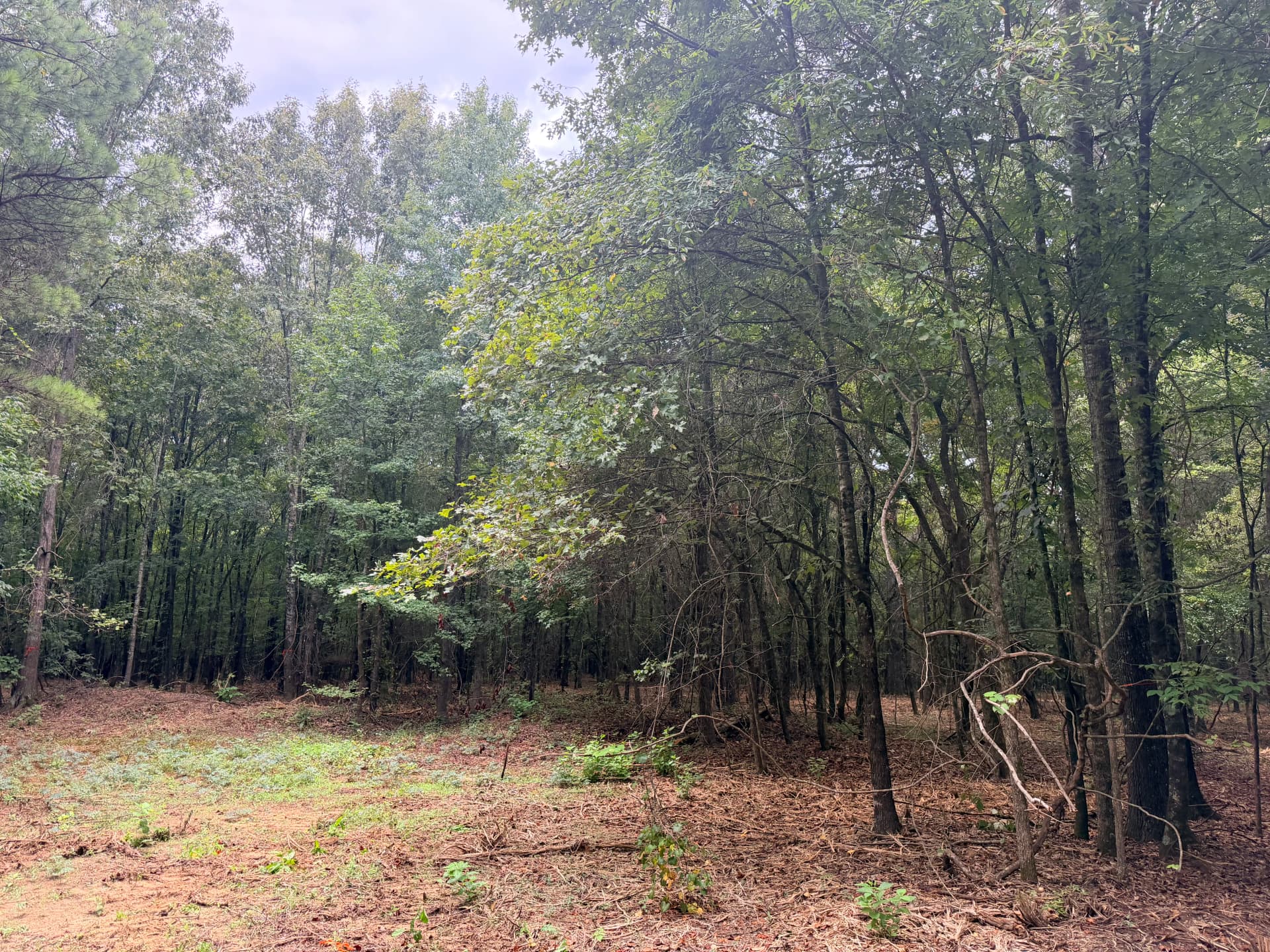 Gallery photos for 1 Acre of Dense Brush Cleared for a Food Plot: Image #1
