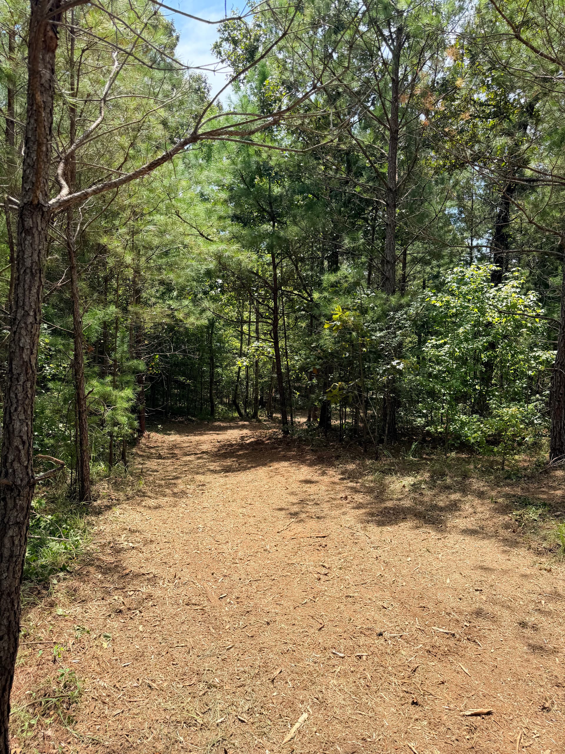 Forestry Mulching for Trails and Food Plots That Actually Work