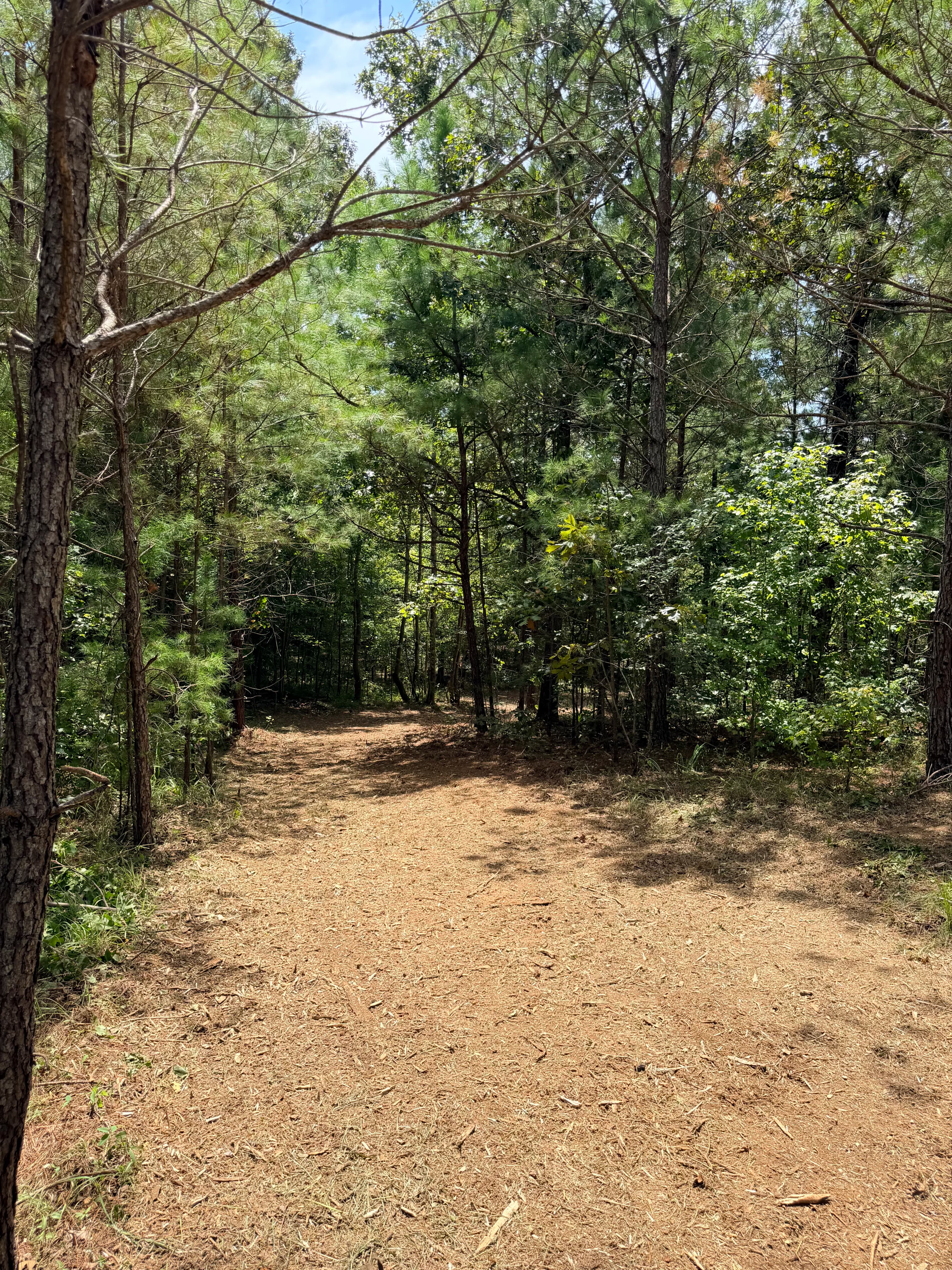 Project Forestry Mulching for Trails and Food Plots That Actually Work image