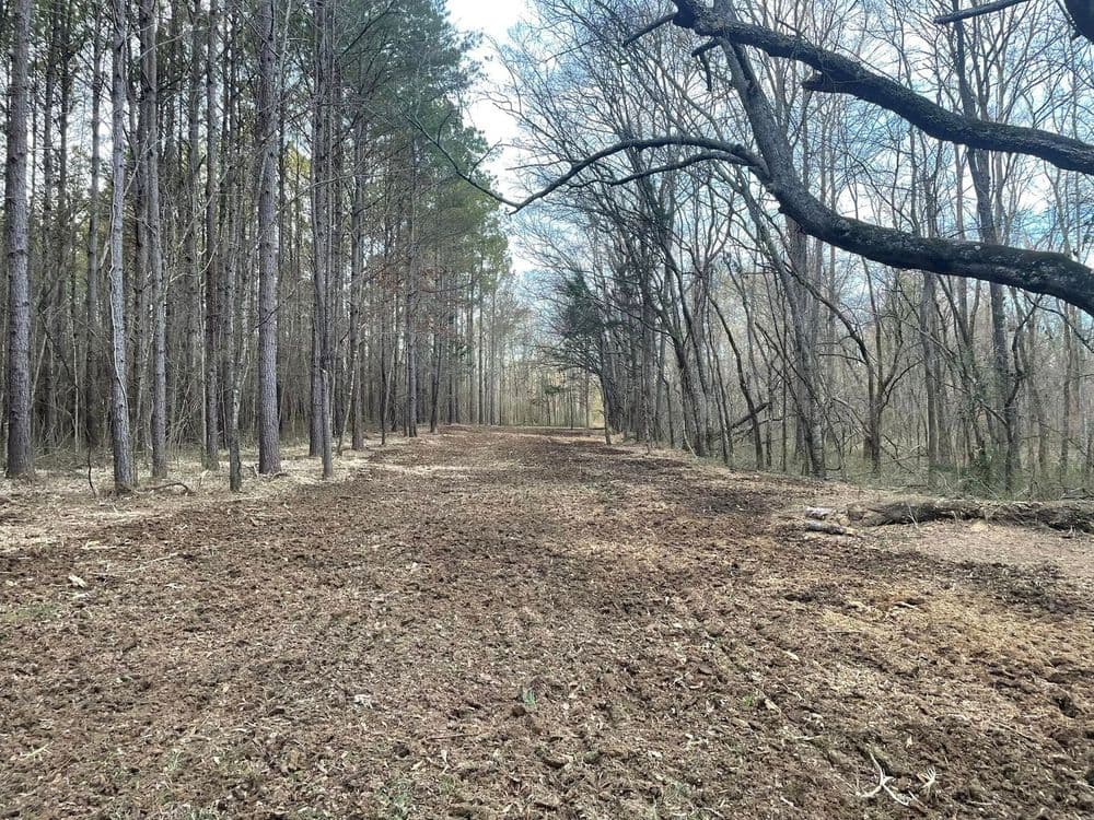 Cleared forest path lined with tall trees, showcasing a natural landscape in early spring.