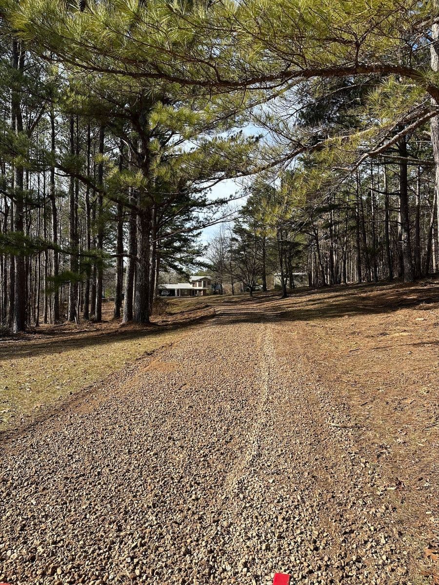 Gravel path leading through a forest towards a cabin surrounded by pine trees.