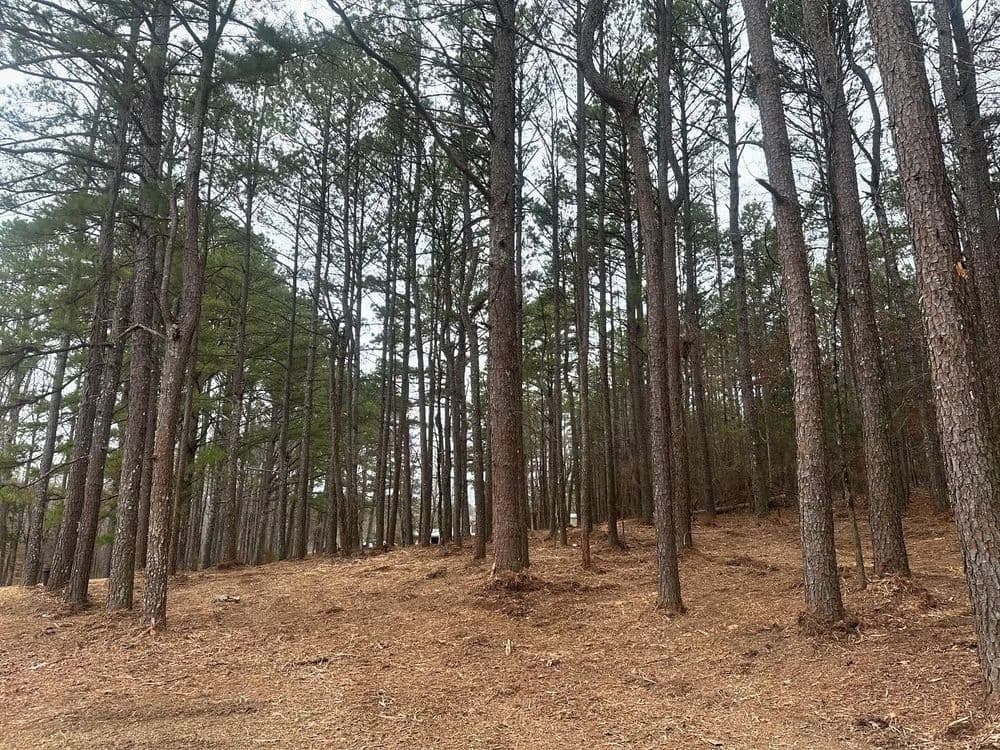 Tall pine trees in a tranquil forest with fallen leaves and a clear sky.