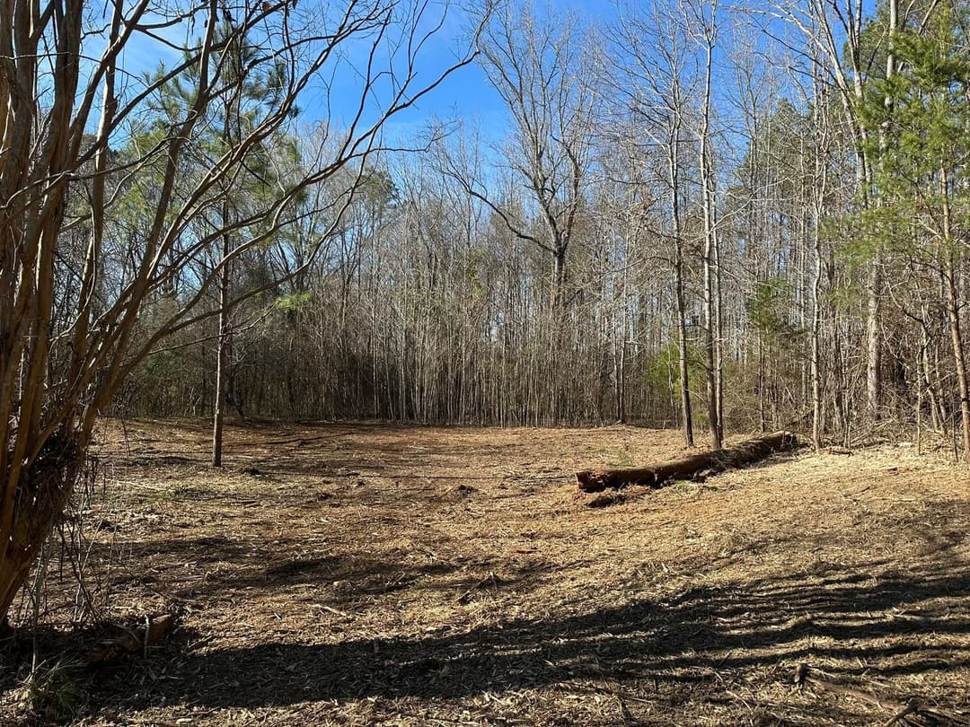 Cleared forest area with bare ground, scattered trees, and blue sky in the background.