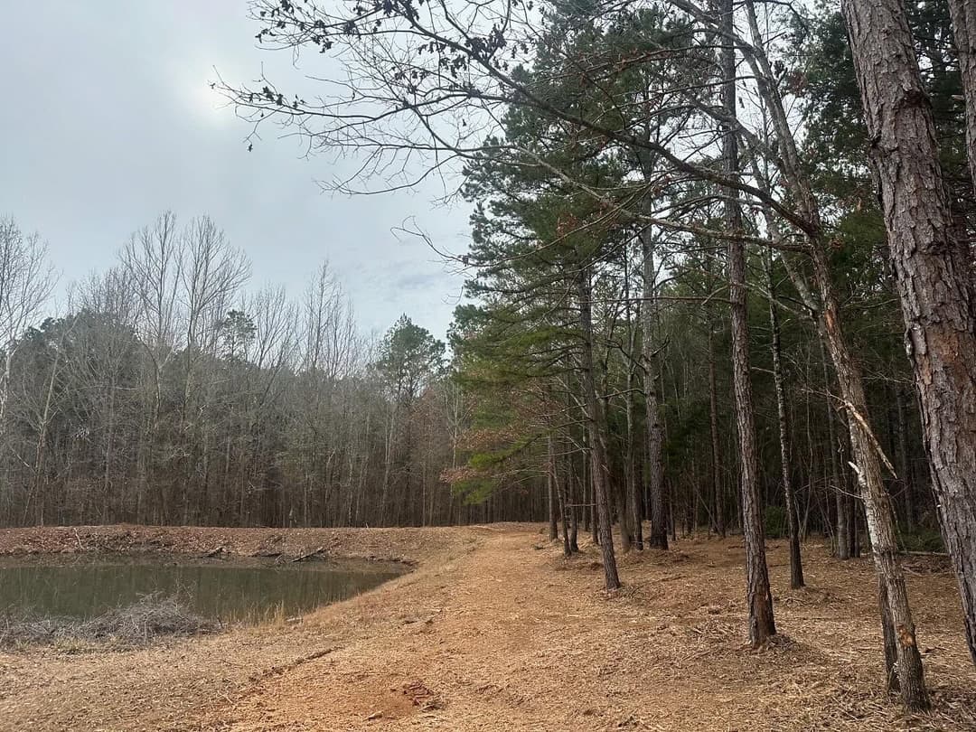 Forest trail leading to a calm pond, surrounded by tall pine trees and bare branches.