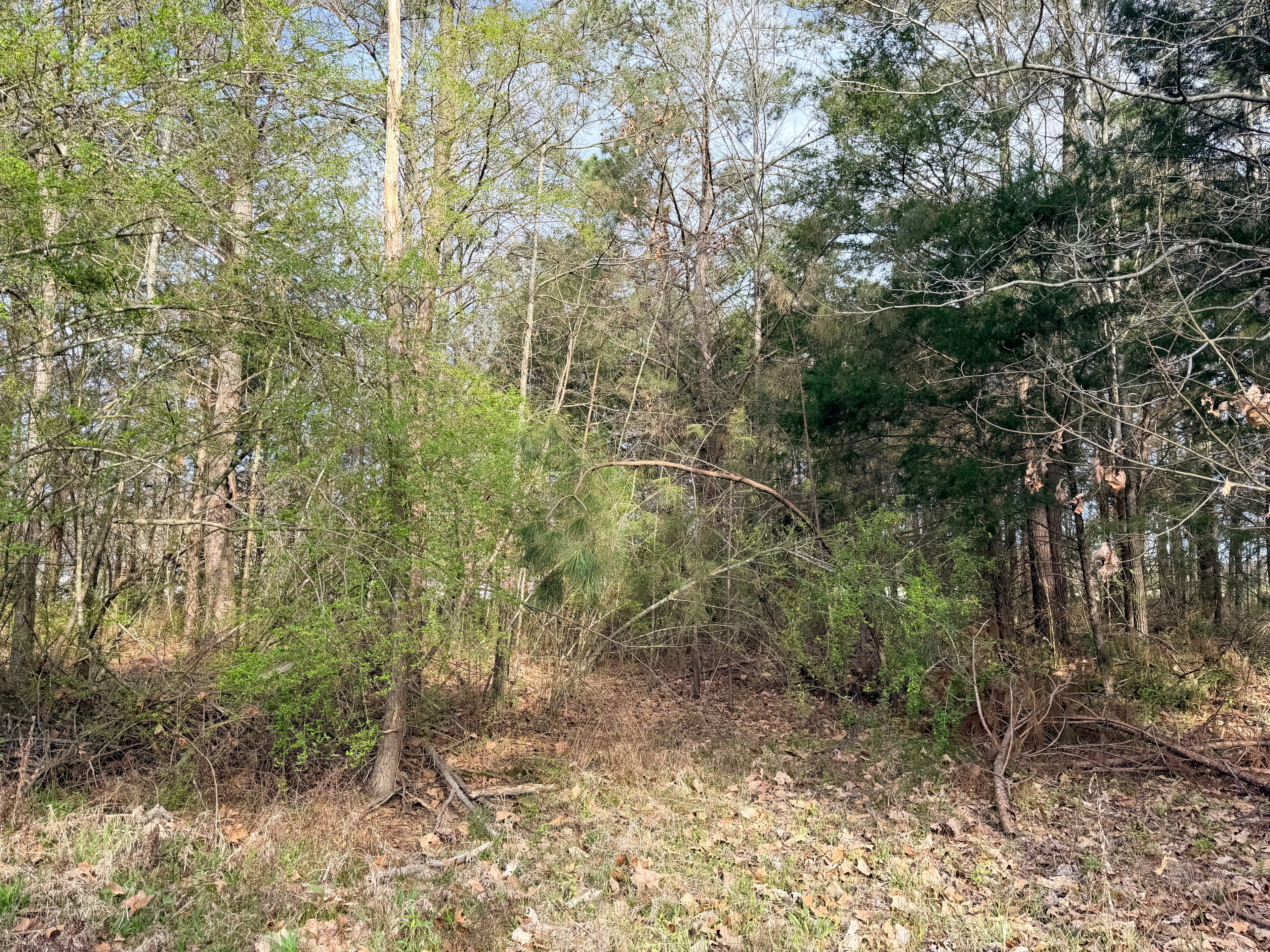 Project Expert Forestry Mulching and Land Clearing in Guntown MS image