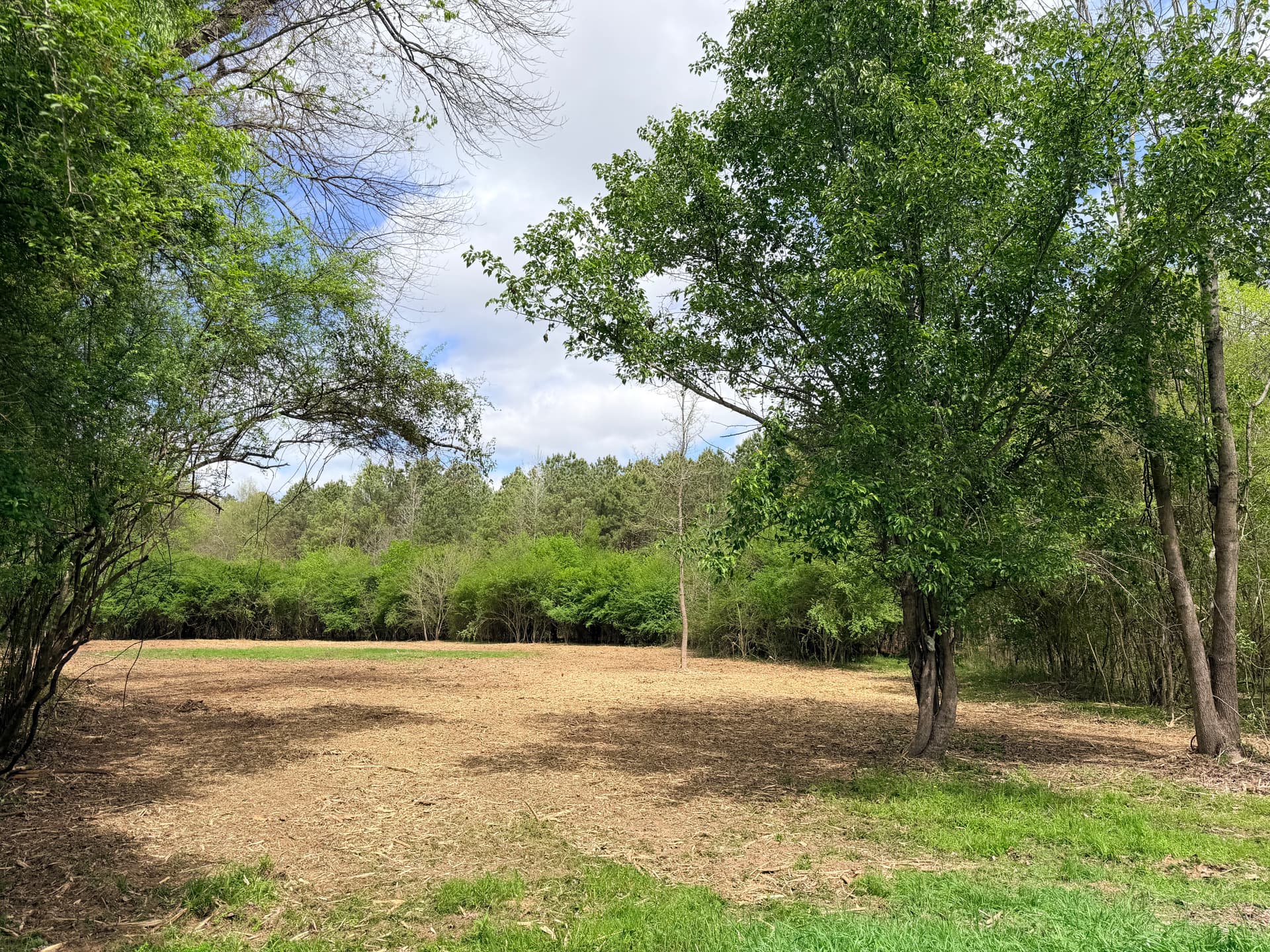 Gallery photos for Transforming Privet Hedge into Open Land in Amory MS: Image #4