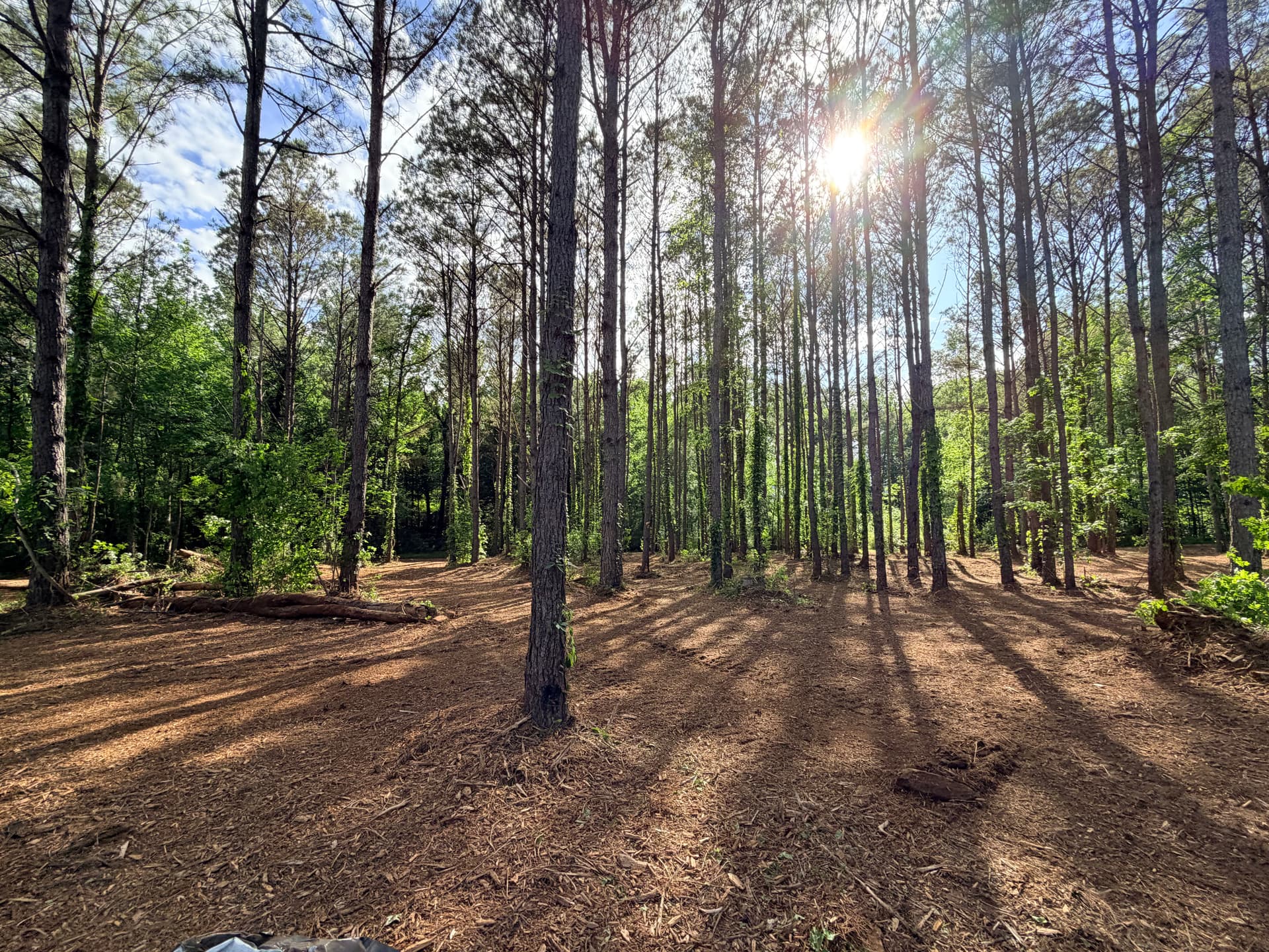 Gallery photos for Forestry Mulching Clears Overgrown Property in Smithville: Image #7