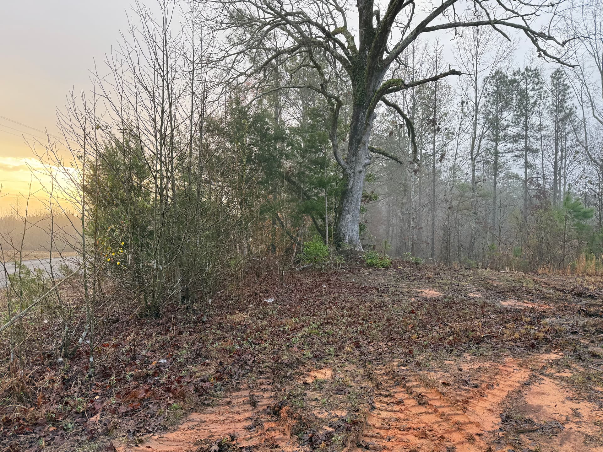 Gallery photos for From Dense Forest to Open Land with Legacy Landworks: Image #2