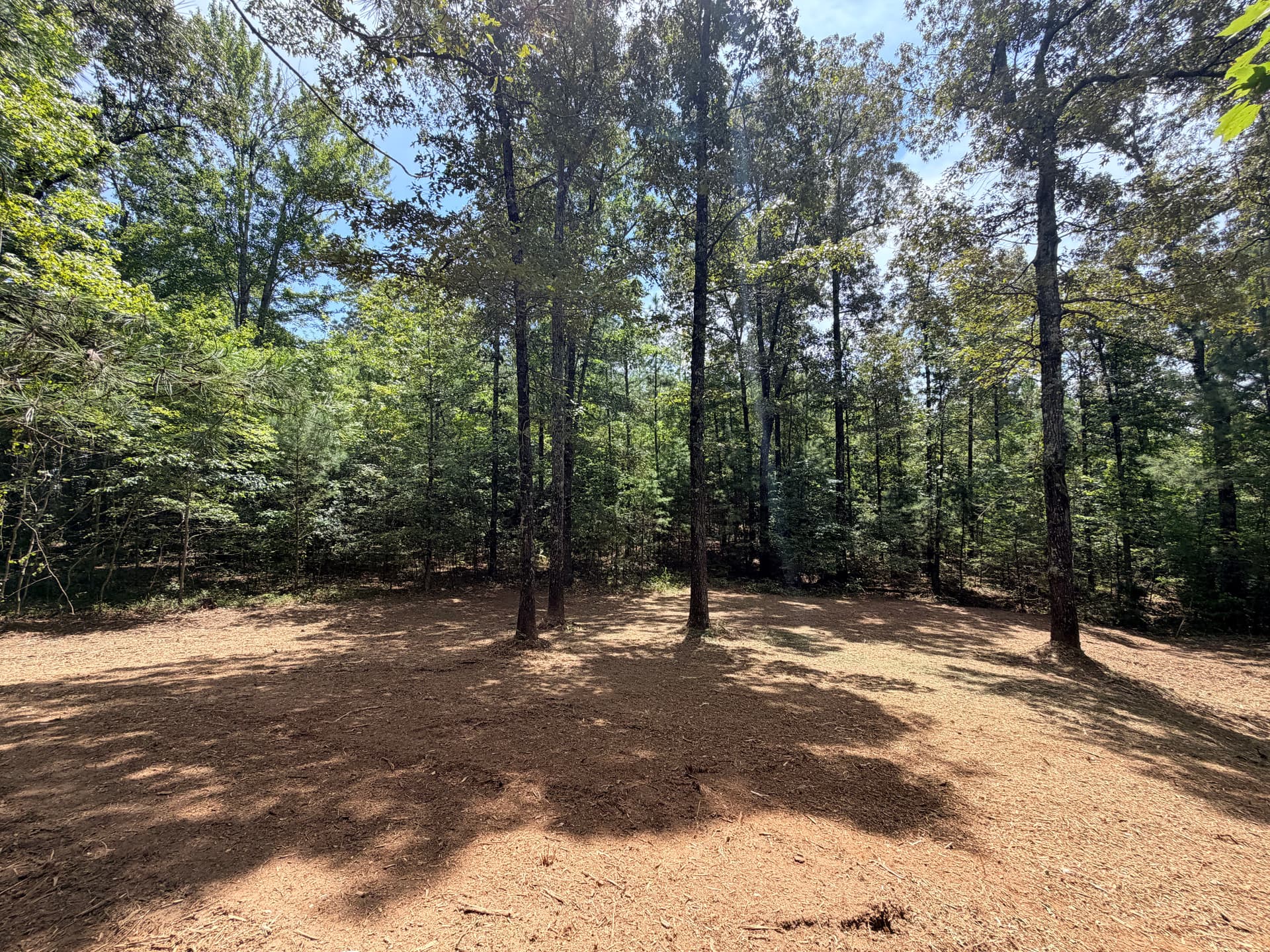 Gallery photos for Forestry Mulching for Trails and Food Plots That Actually Work: Image #3