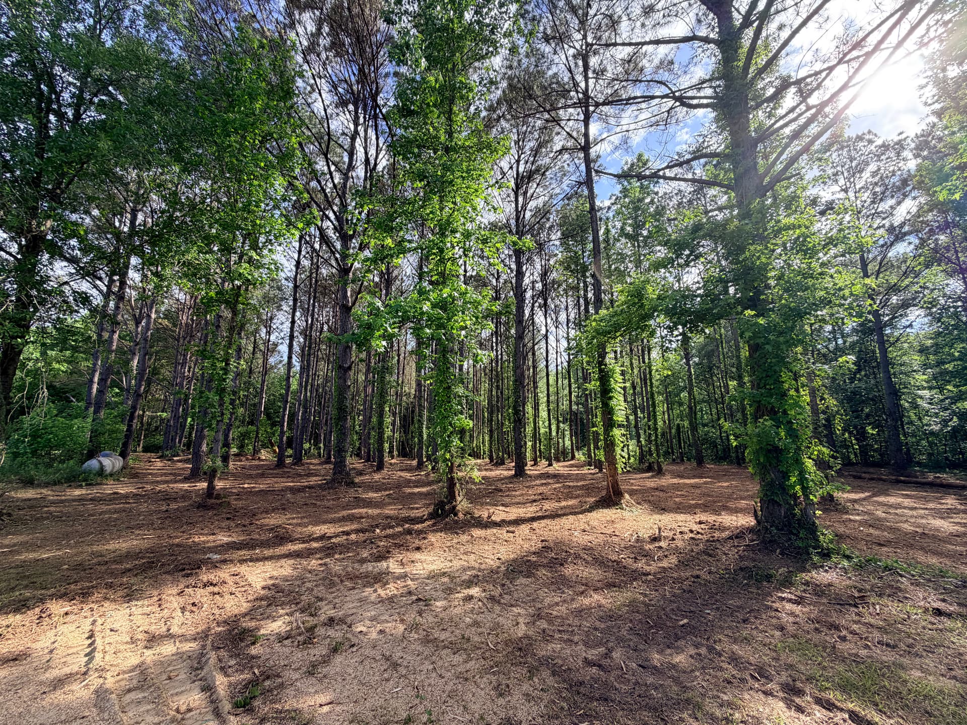 Gallery photos for Forestry Mulching Clears Overgrown Property in Smithville: Image #6
