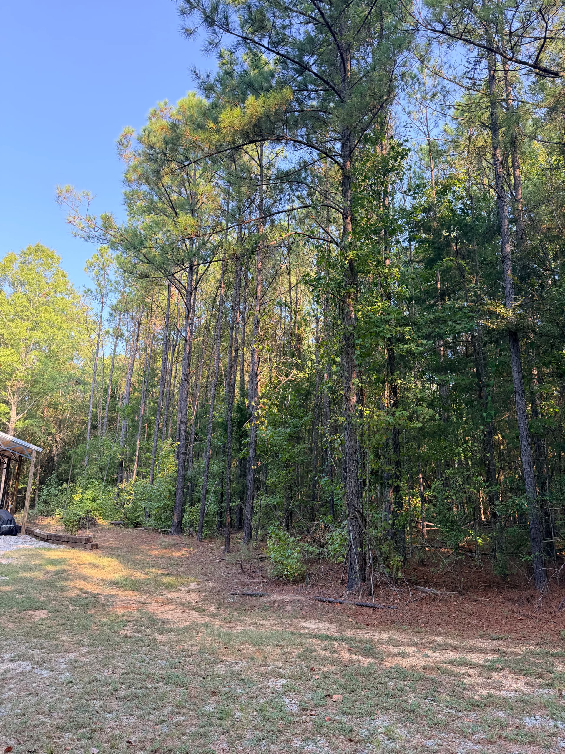 Overgrown Wooded Lot Cleared and Ready to Use