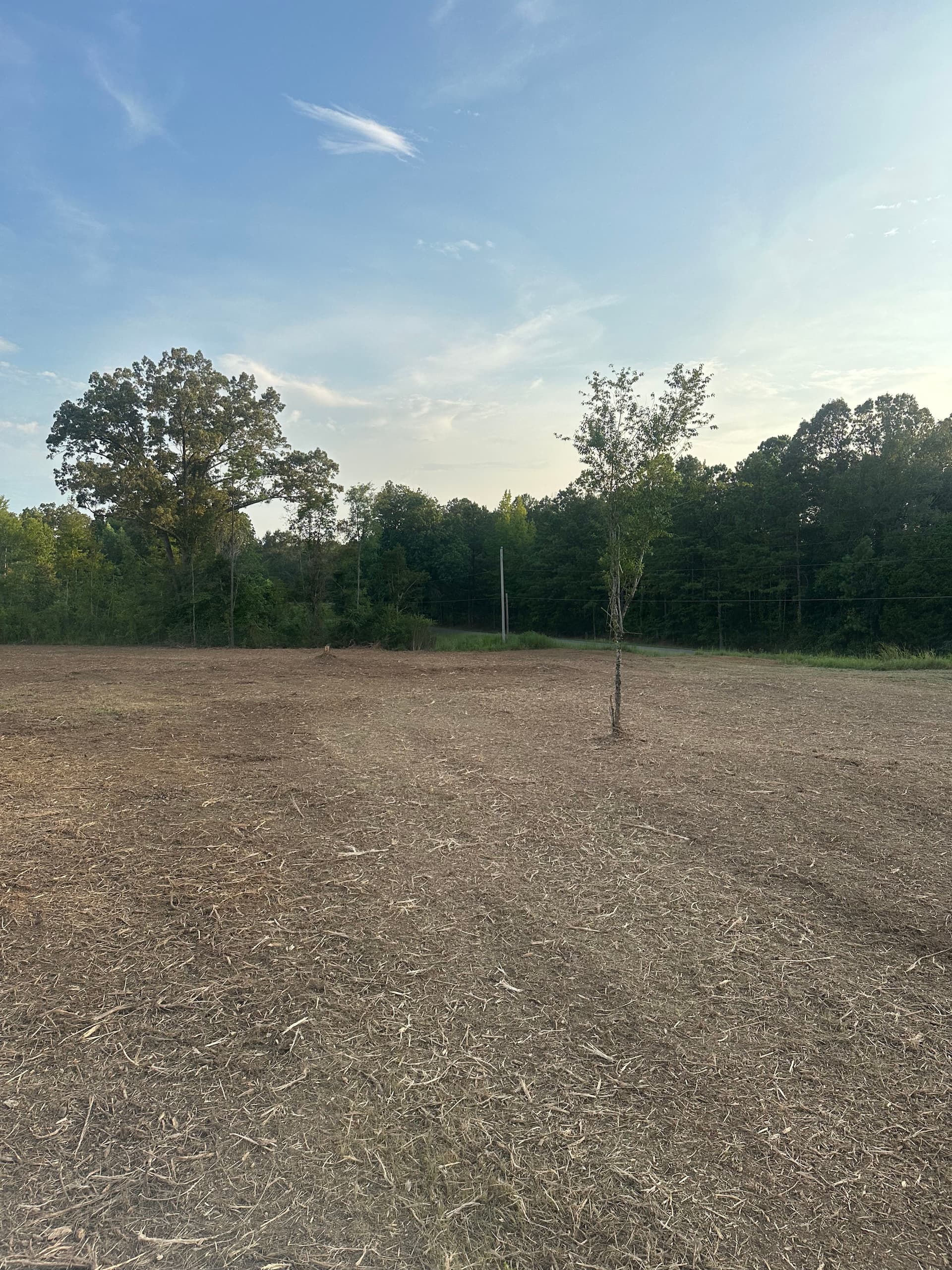 Gallery photos for Forestry Mulching Turns Dense Overgrowth Into Open, Usable Land: Image #2