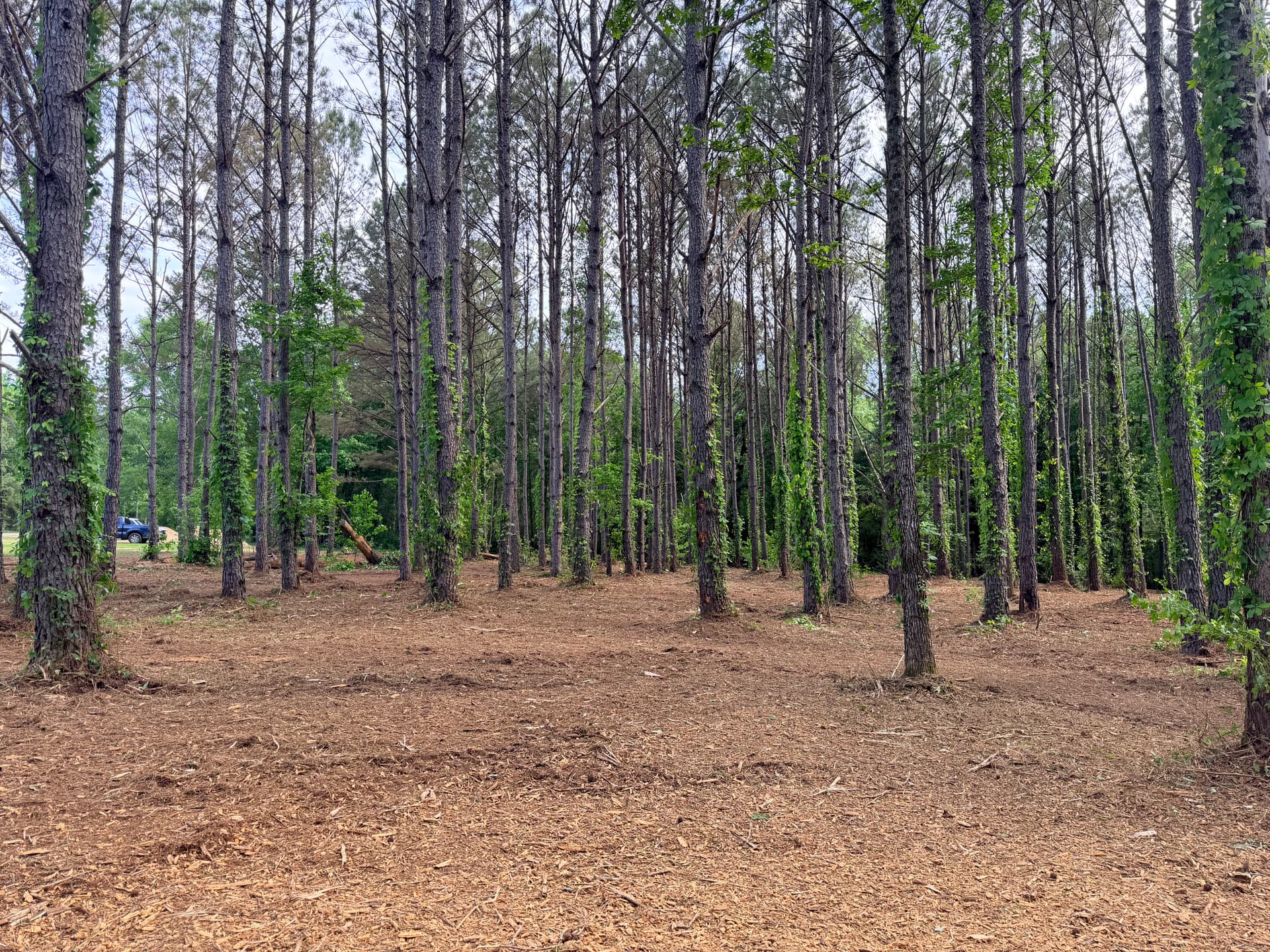 Gallery photos for Forestry Mulching Clears Overgrown Property in Smithville: Image #9
