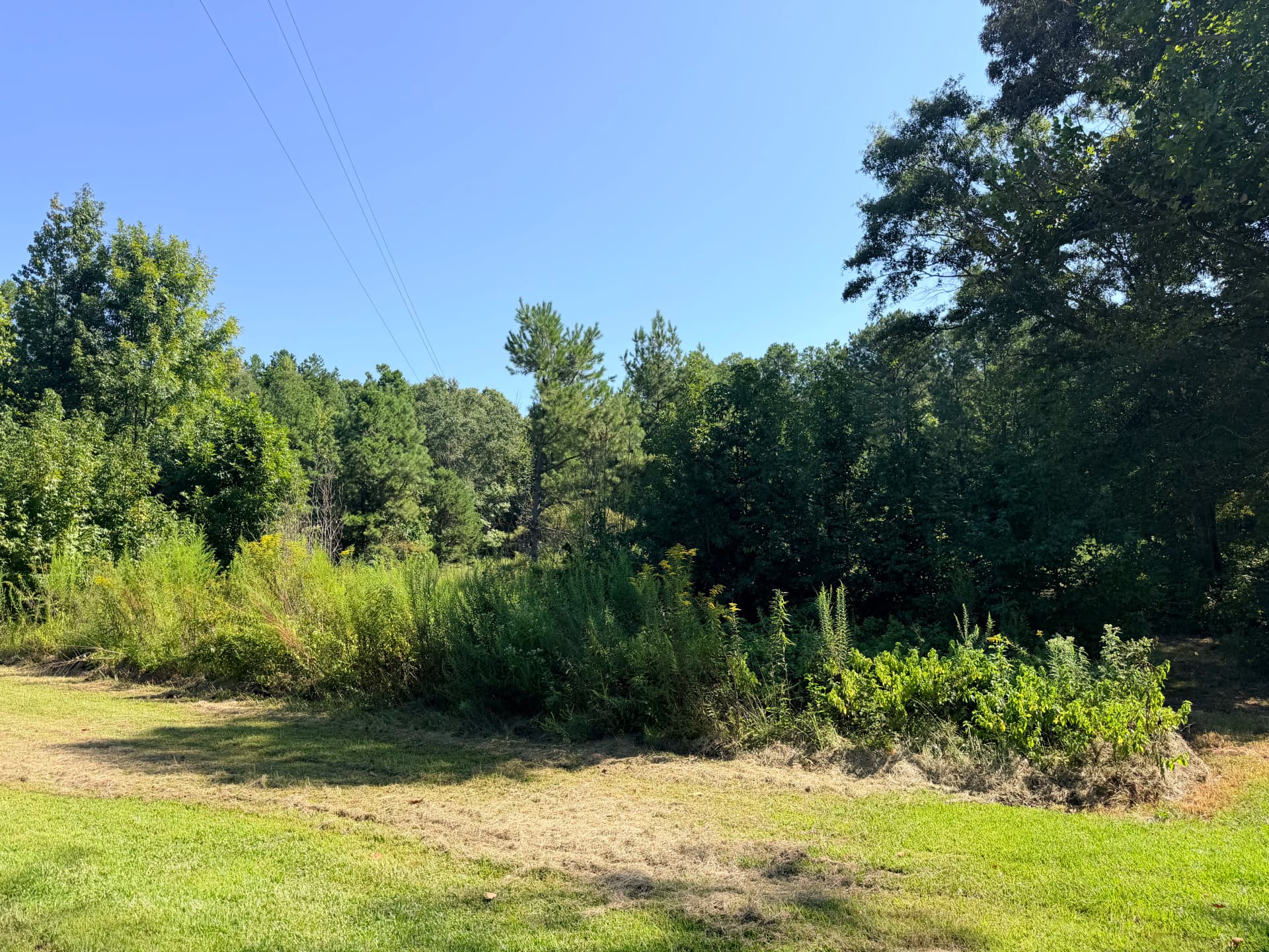 Overgrown Lot to Open Land with Forestry Mulching
