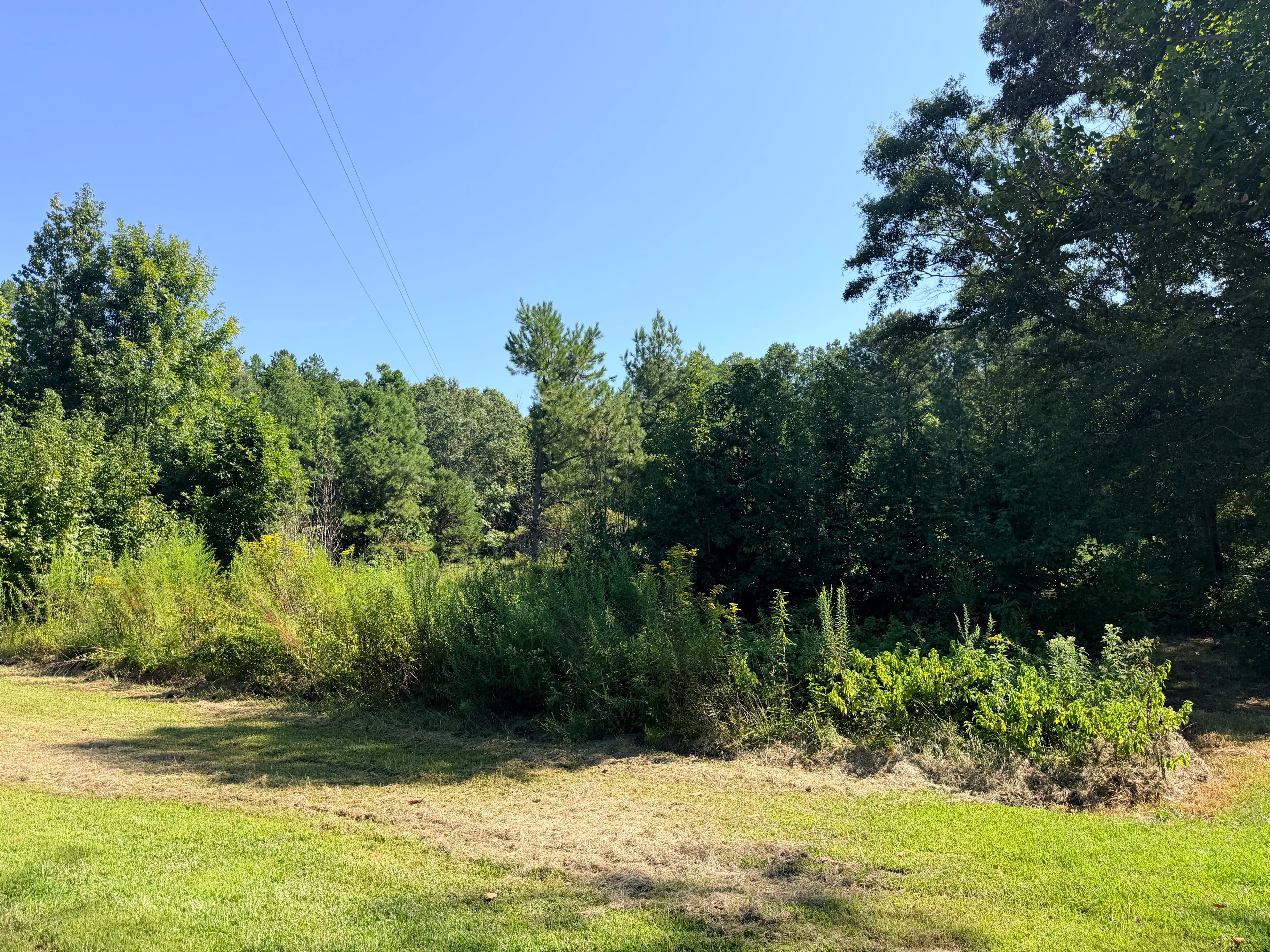 Project Overgrown Lot to Open Land with Forestry Mulching image