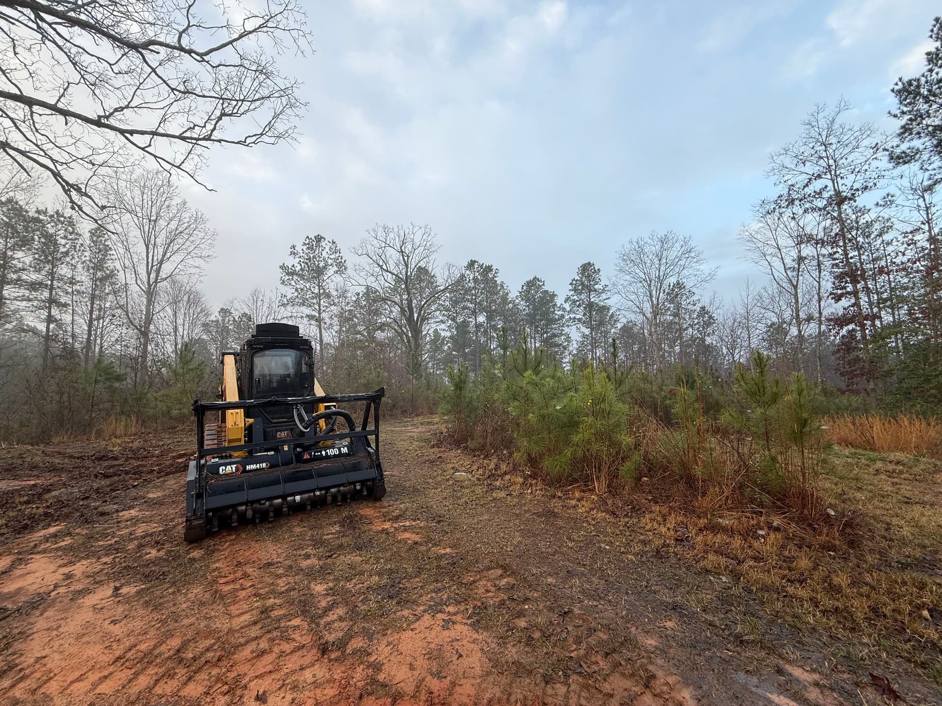 From Dense Forest to Open Land with Legacy Landworks