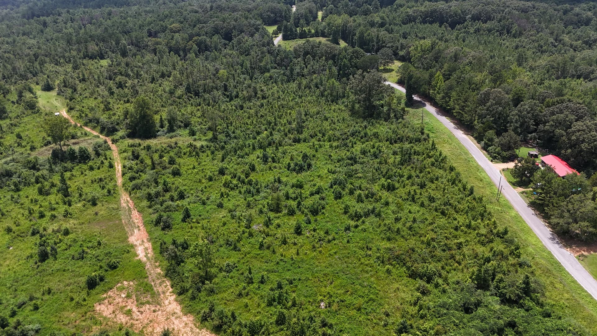 Forestry Mulching Turns Dense Overgrowth Into Open, Usable Land image