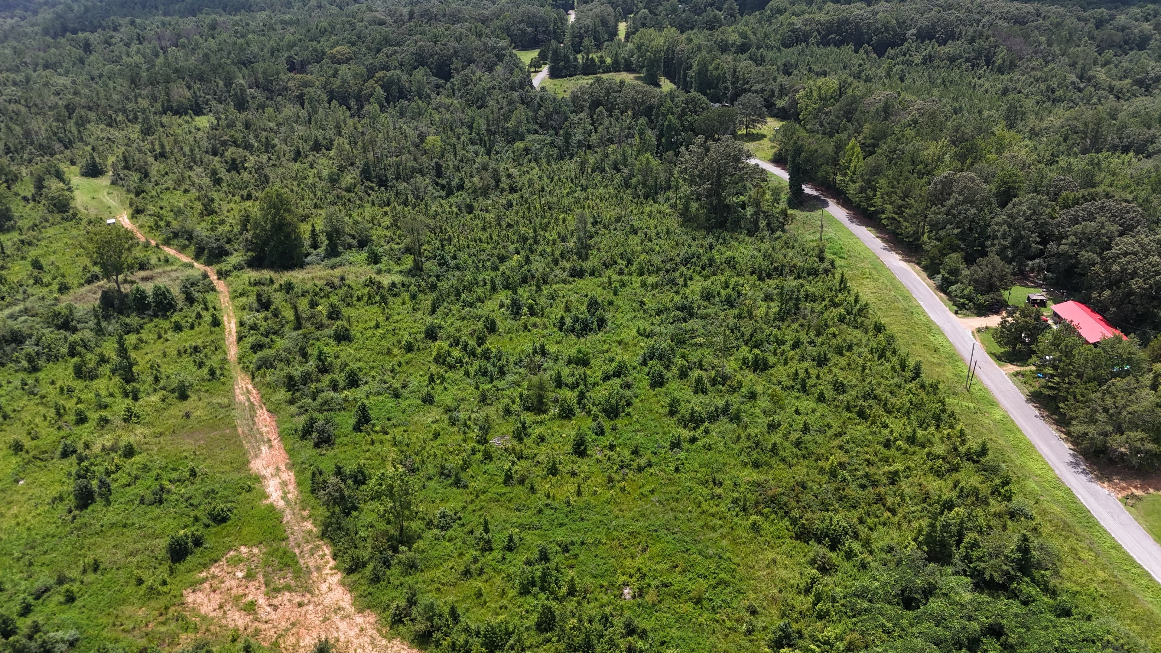 Project Forestry Mulching Turns Dense Overgrowth Into Open, Usable Land image