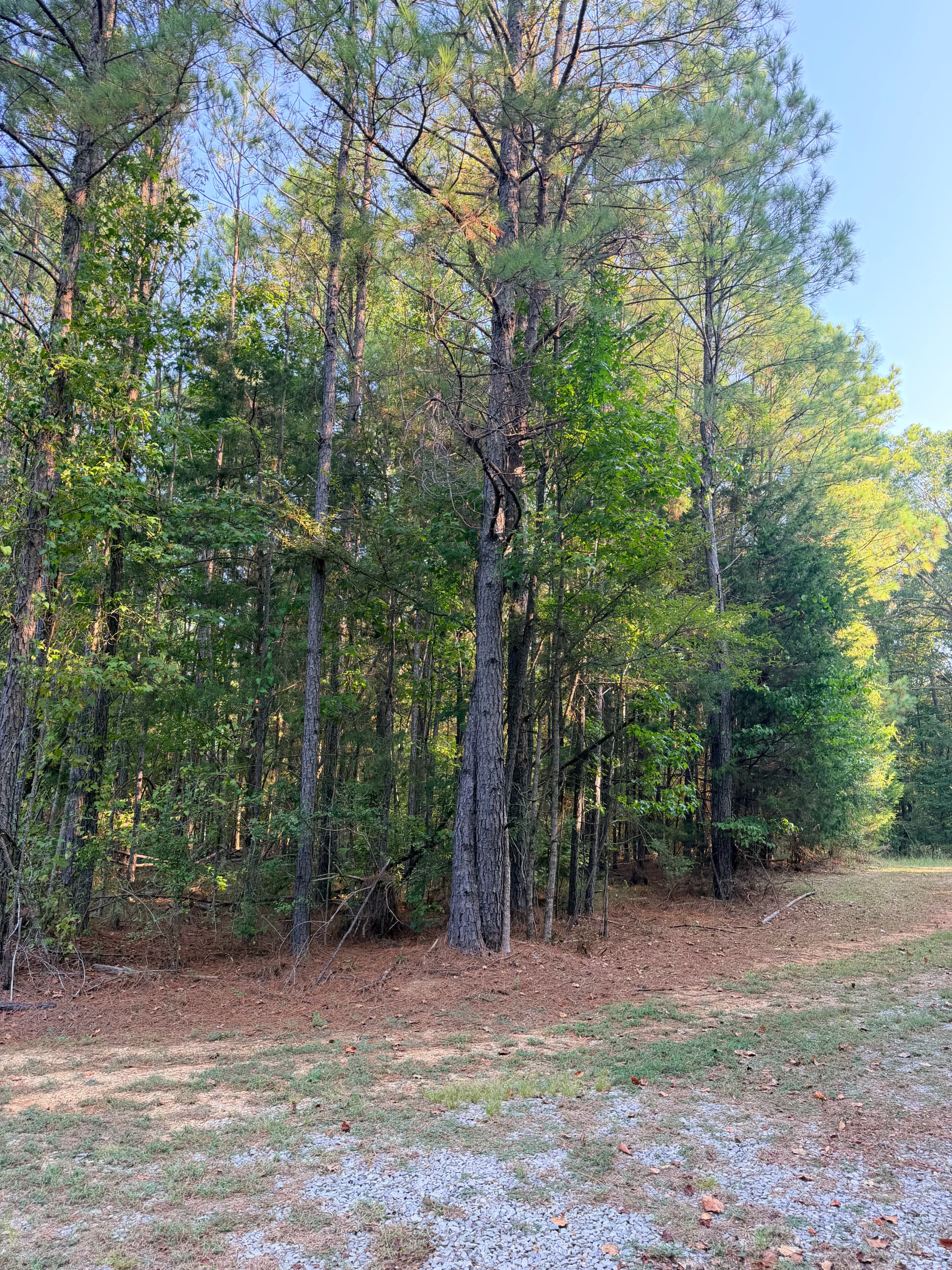 Gallery photos for Overgrown Wooded Lot Cleared and Ready to Use: Image #1