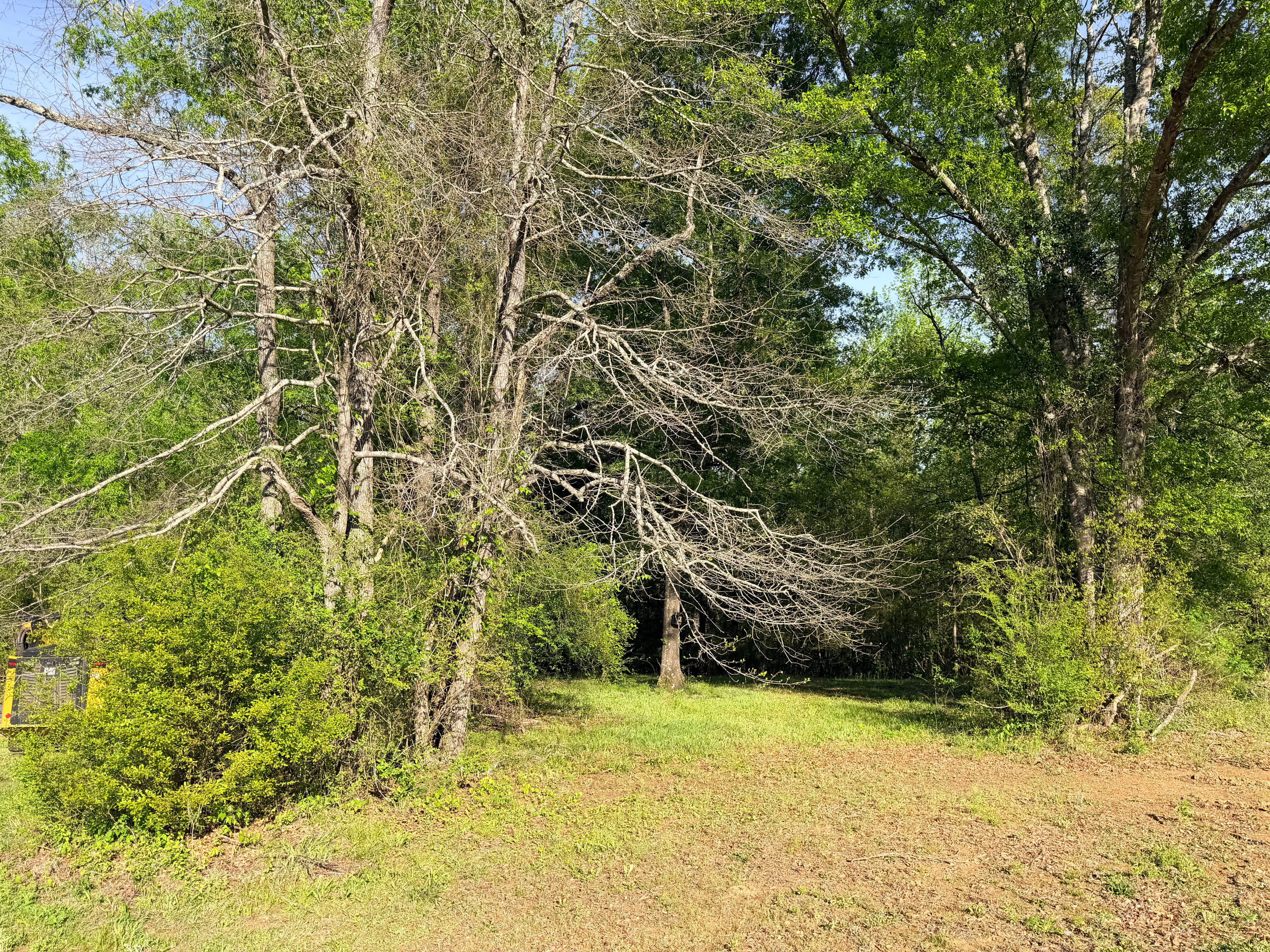 Project Wooded Land Clearing That Opens Up Your Property image