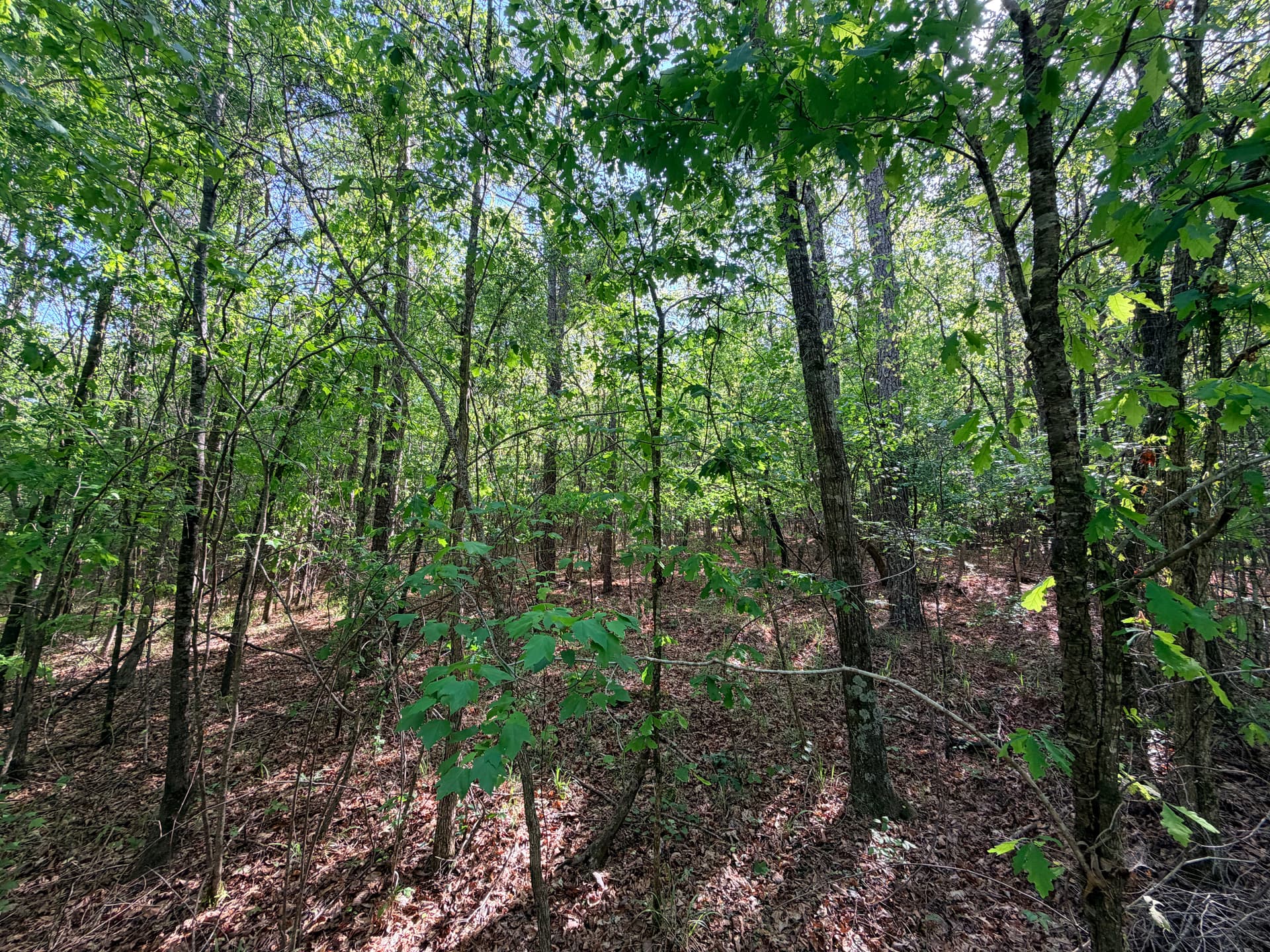 Wooded Property Cleaned Up with Forestry Mulching image