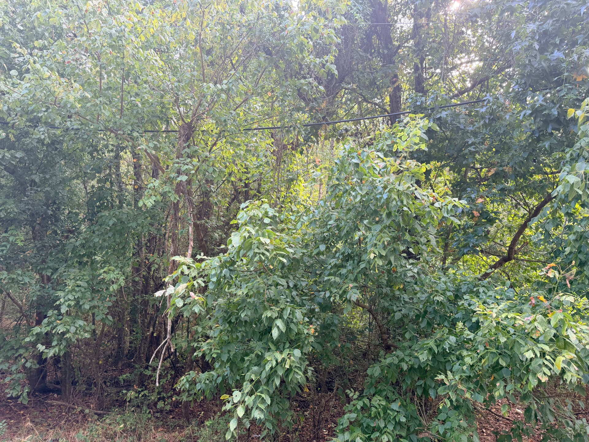 From Overgrown and Impassable to Cleared and Ready