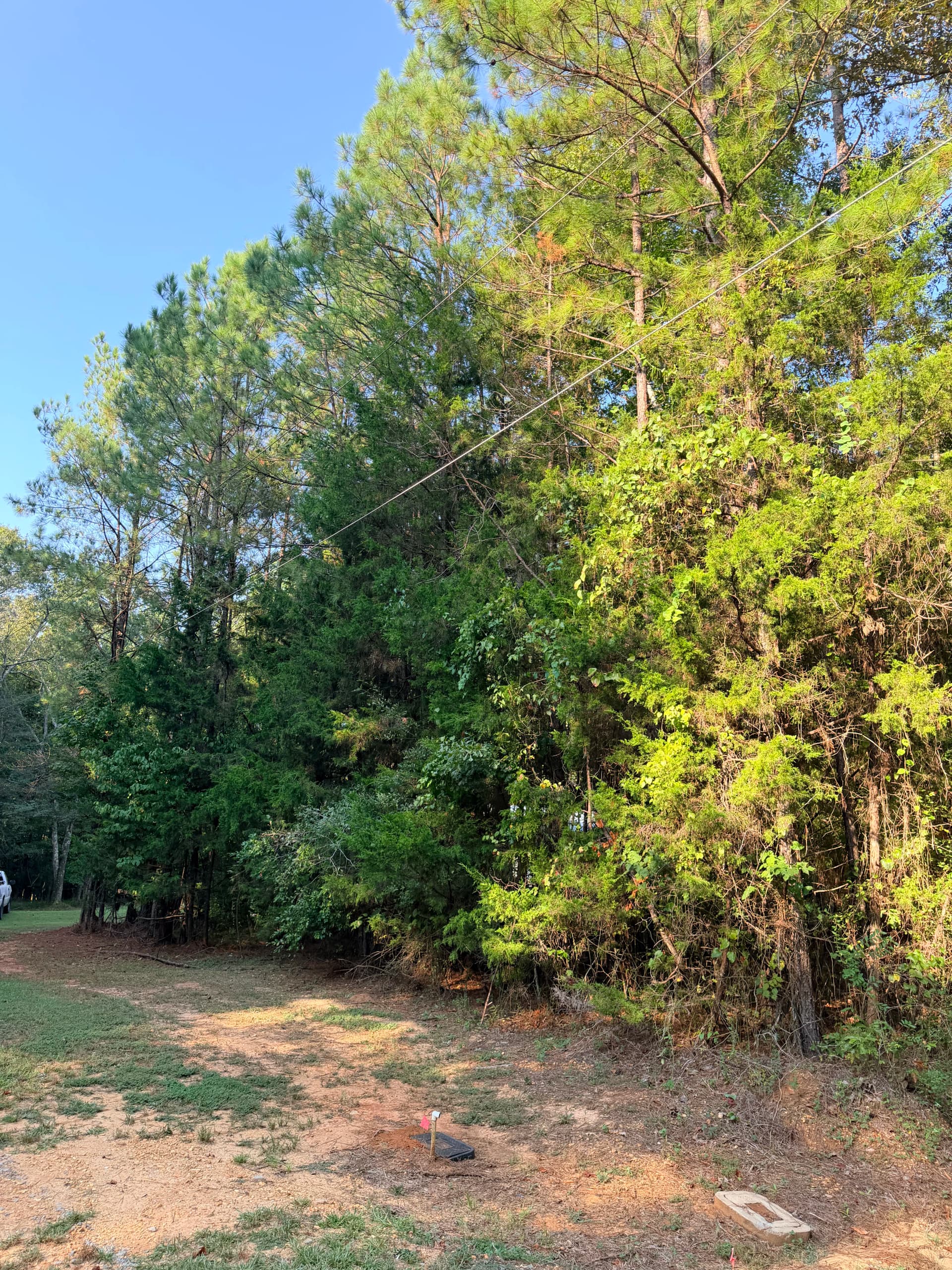 Gallery photos for Overgrown Wooded Lot Cleared and Ready to Use: Image #2