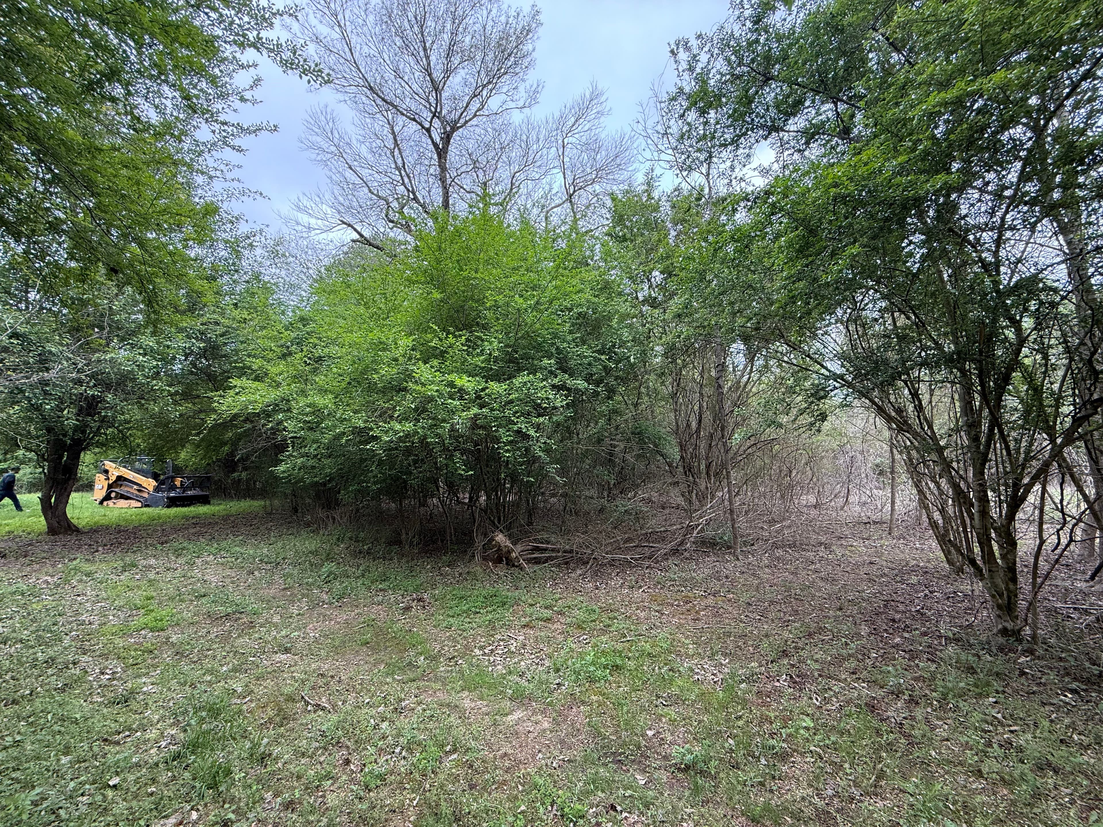 Project Transforming Privet Hedge into Open Land in Amory MS image