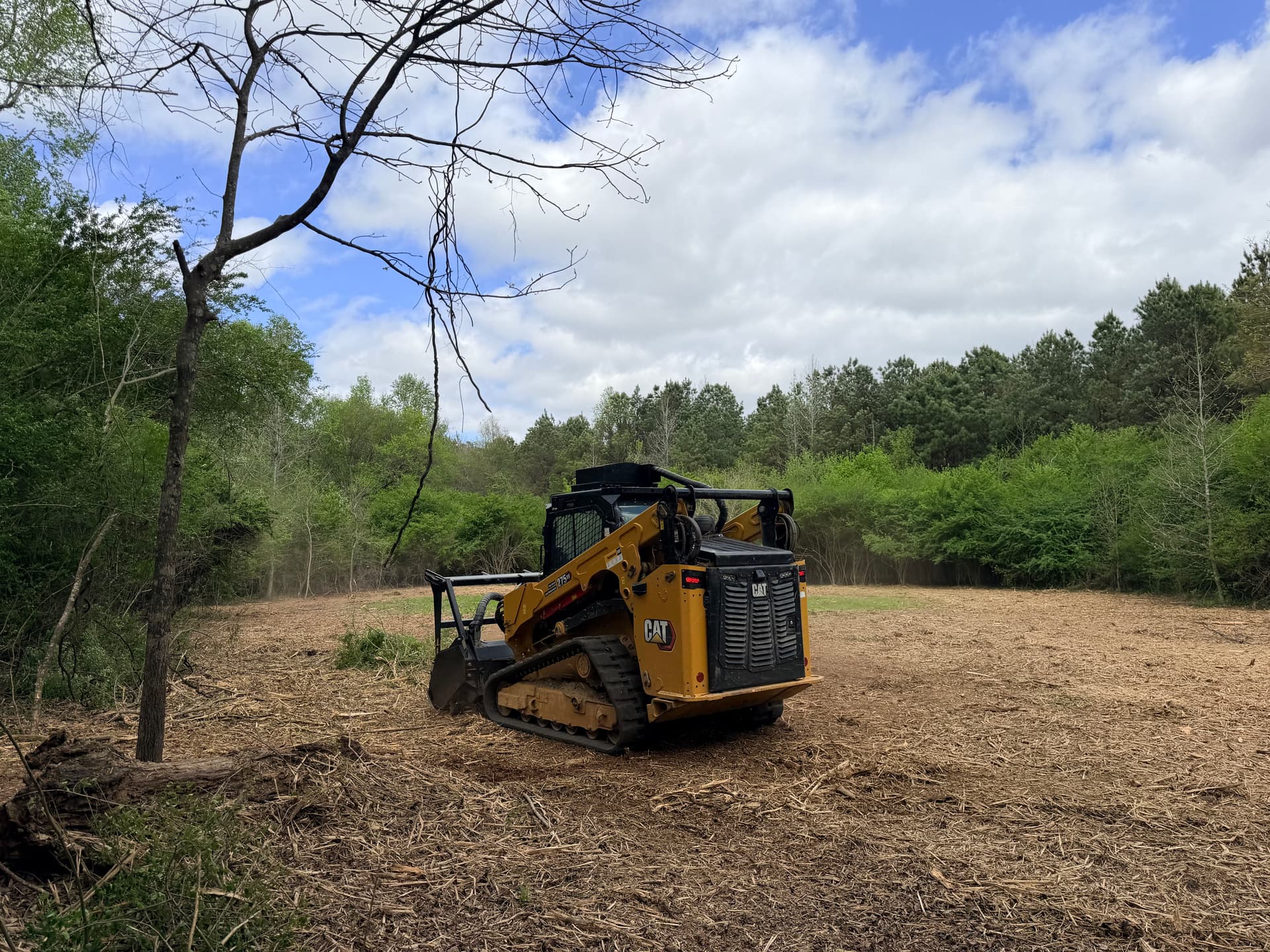 Transforming Privet Hedge into Open Land in Amory MS