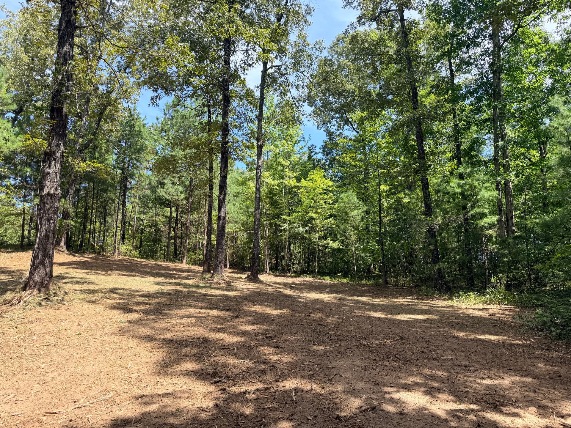 Gallery photos for Forestry Mulching for Trails and Food Plots That Actually Work: Image #1