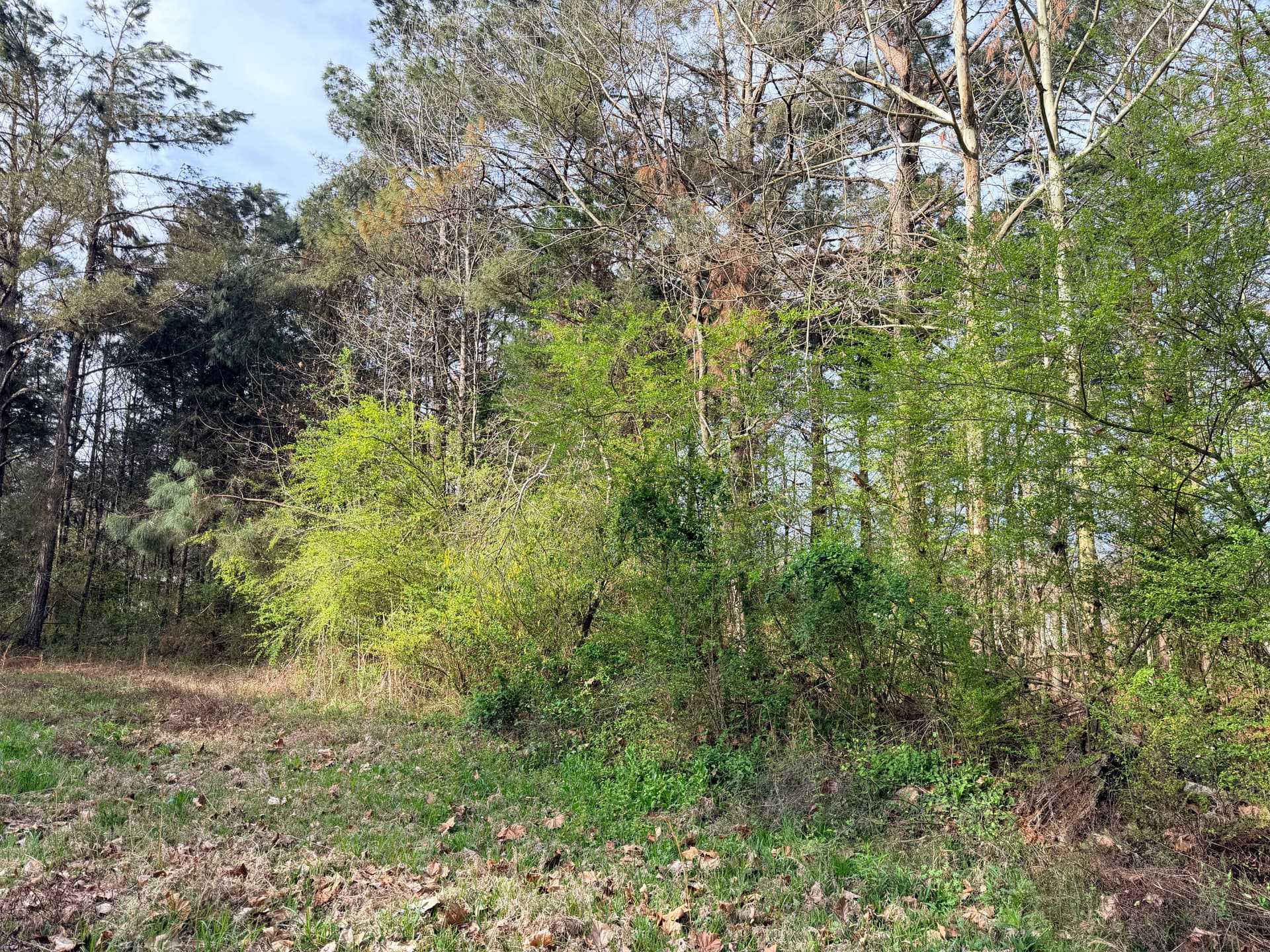 Gallery photos for Expert Forestry Mulching and Land Clearing in Guntown MS: Image #1