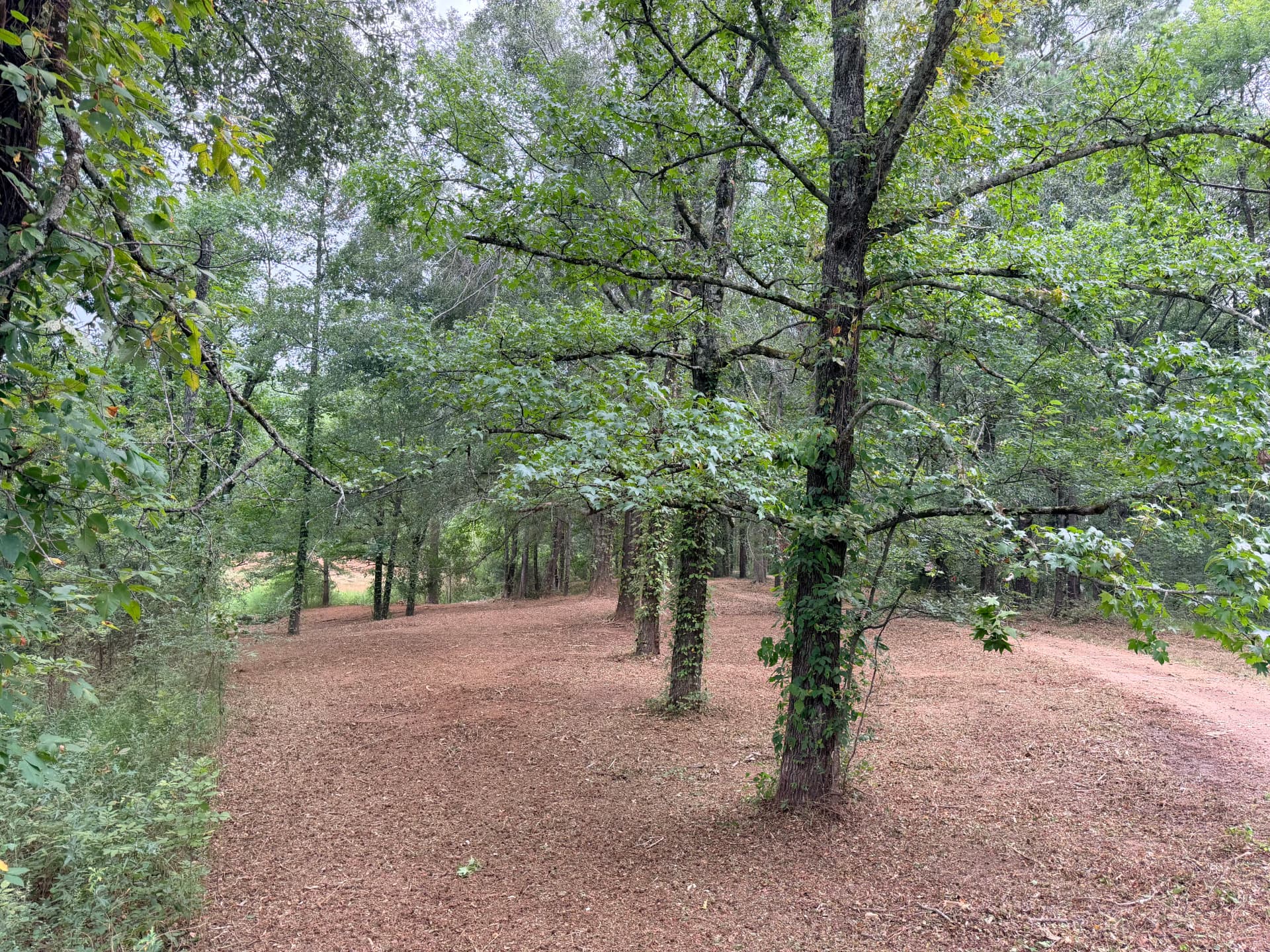 Fresh Mulch That Makes Your Property Look Like a Park