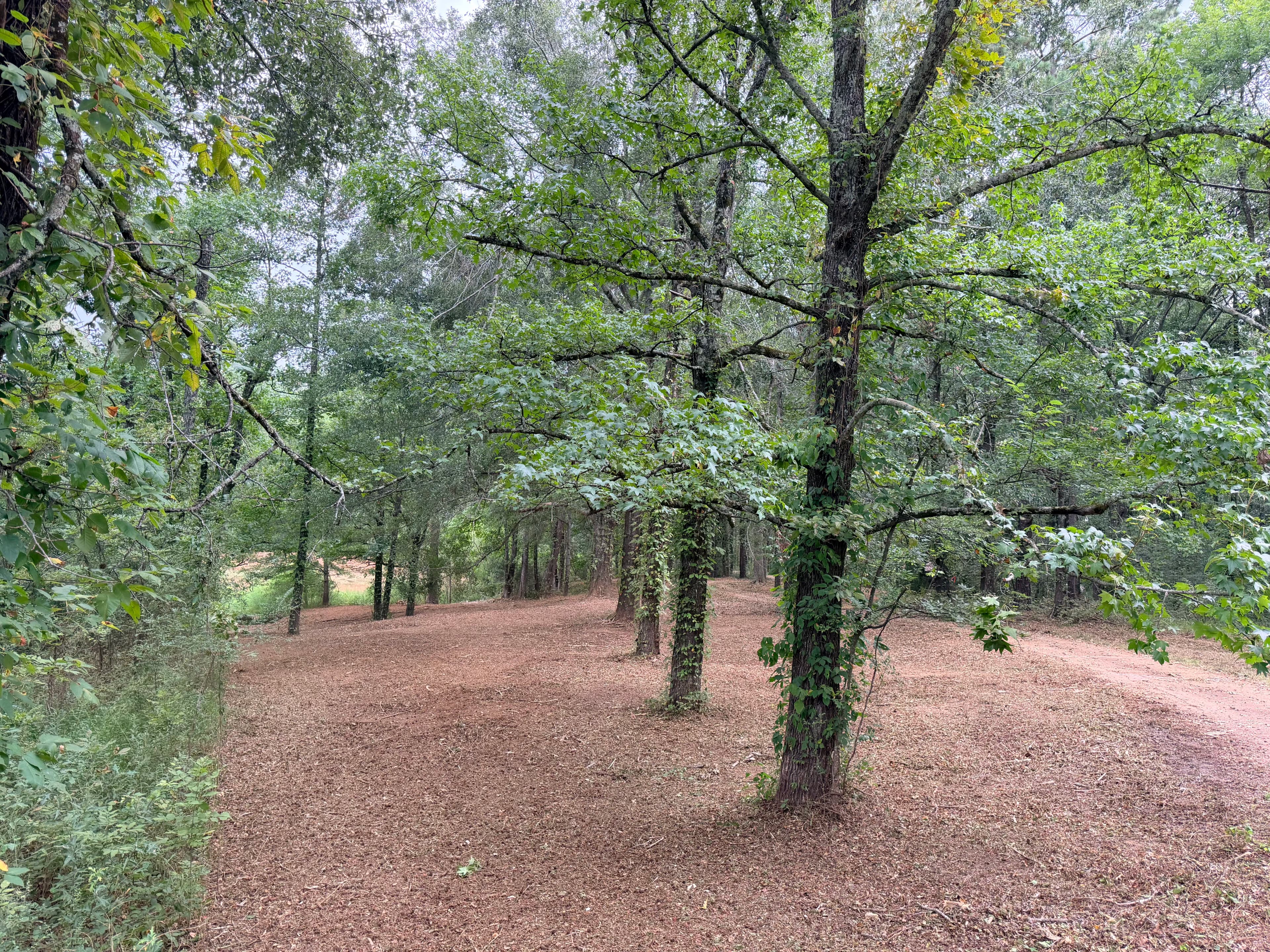 Project Fresh Mulch That Makes Your Property Look Like a Park image