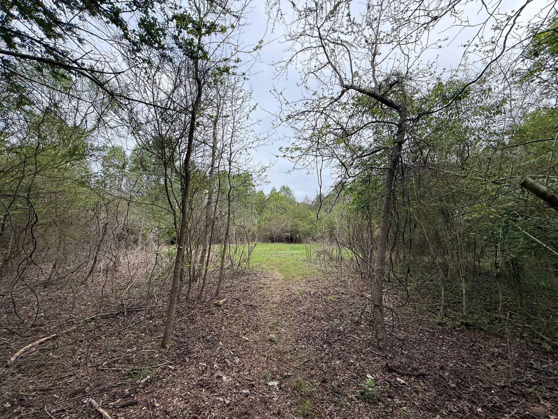 Transforming Privet Hedge into Open Land in Amory MS