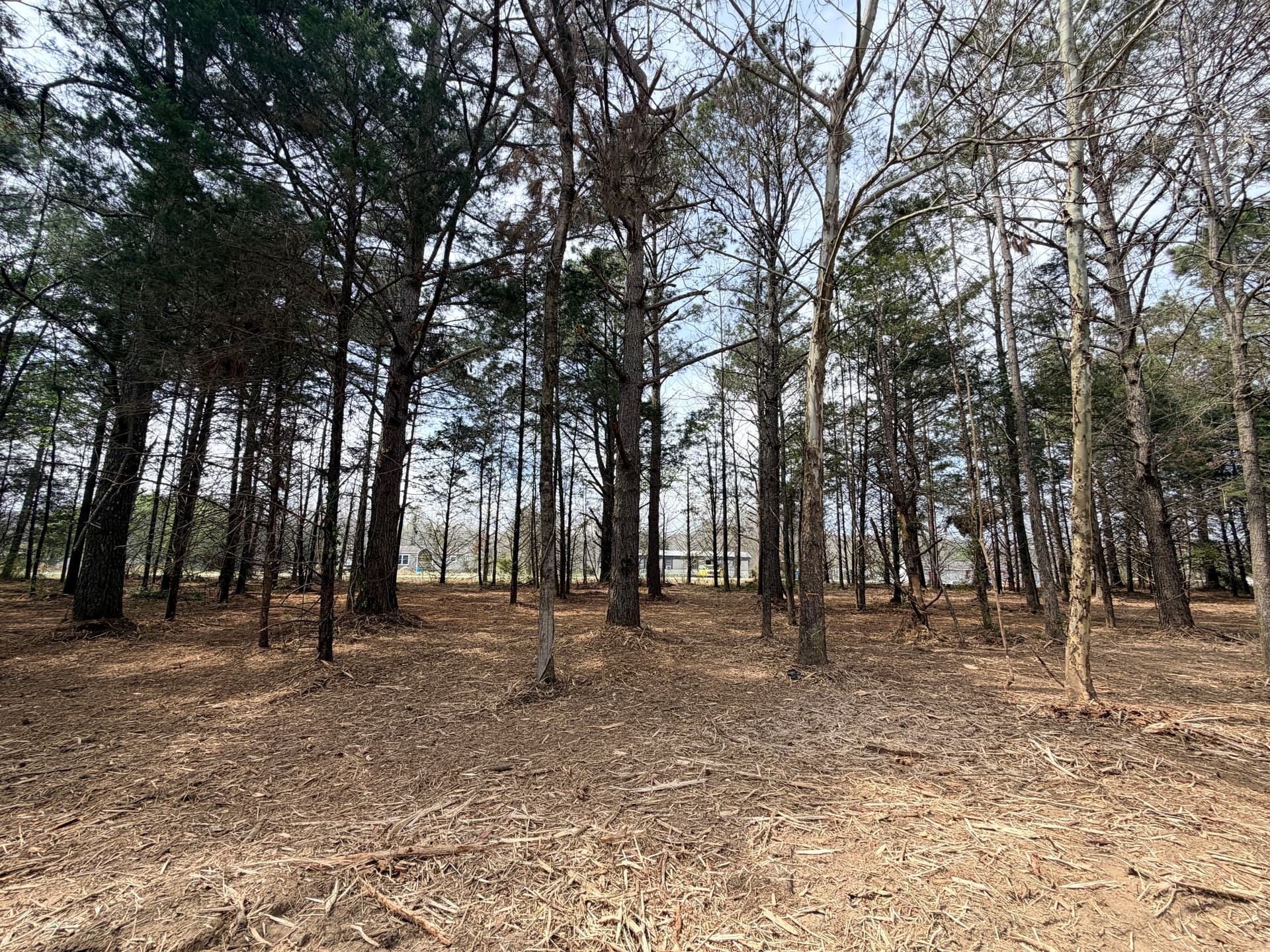 Gallery photos for Expert Forestry Mulching and Land Clearing in Guntown MS: Image #3