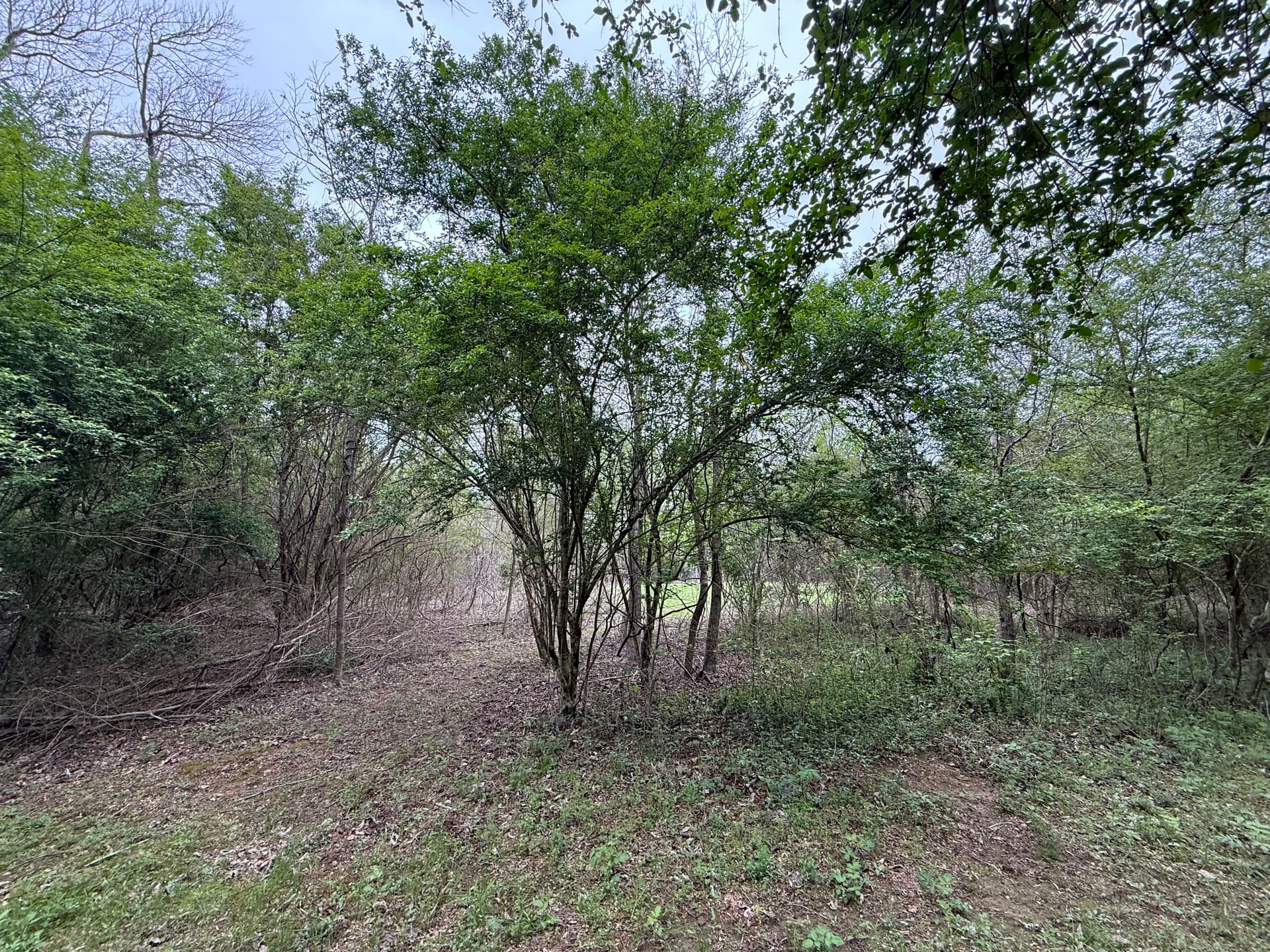 Transforming Privet Hedge into Open Land in Amory MS