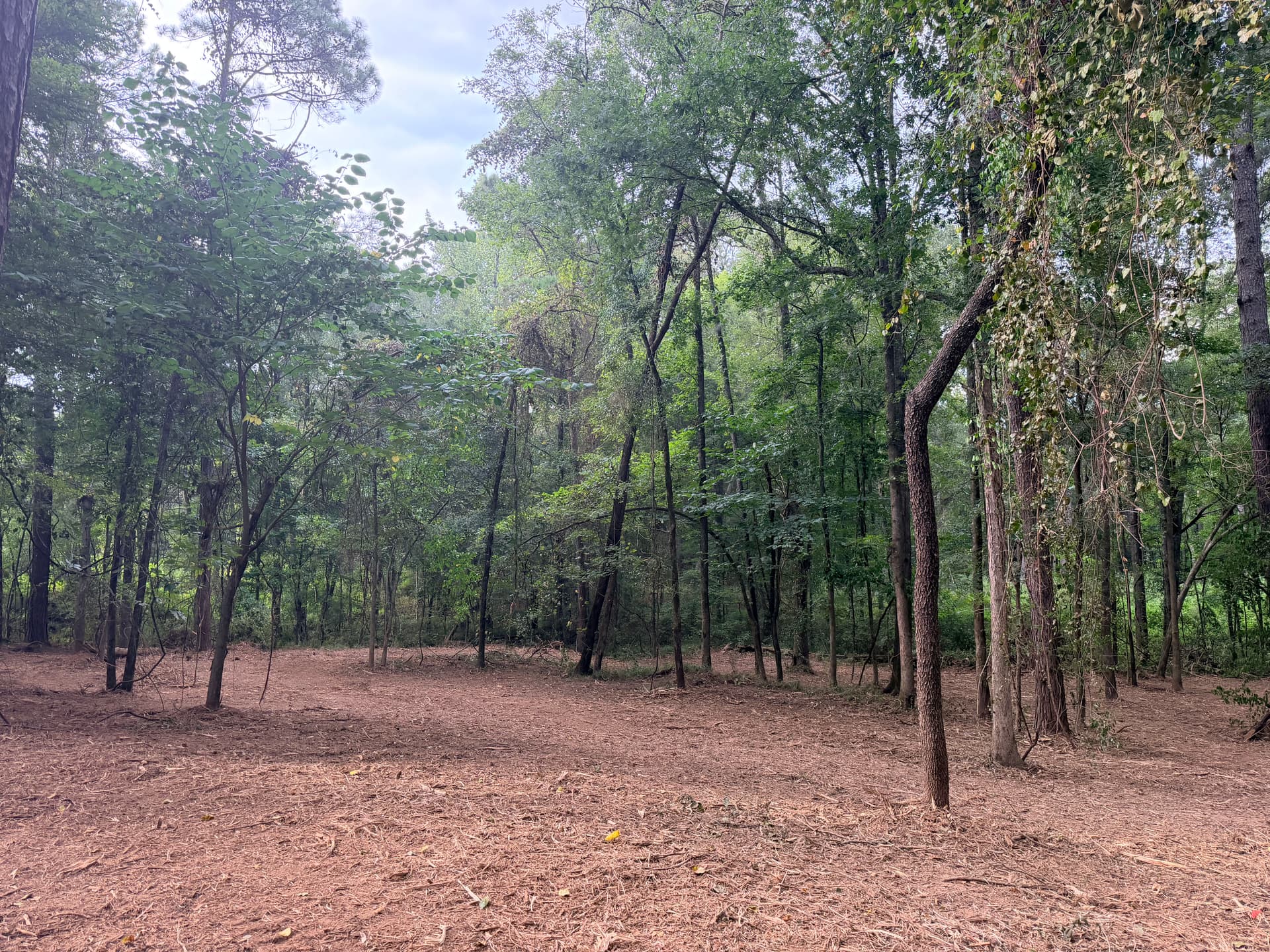 Gallery photos for 1.5 Acres of Thick Brush Cleared with Forestry Mulching: Image #1