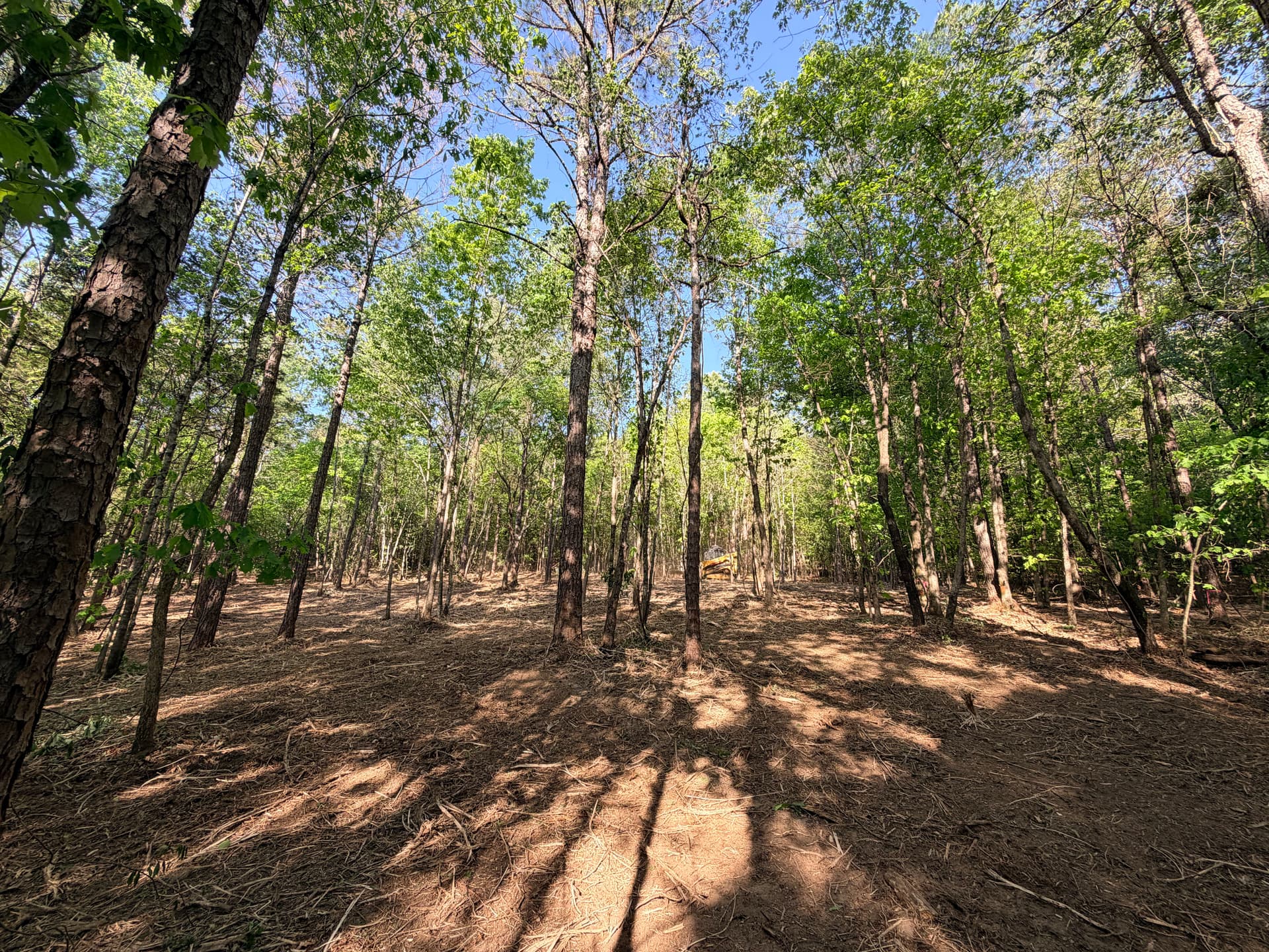 Gallery photos for Wooded Property Cleaned Up with Forestry Mulching: Image #3