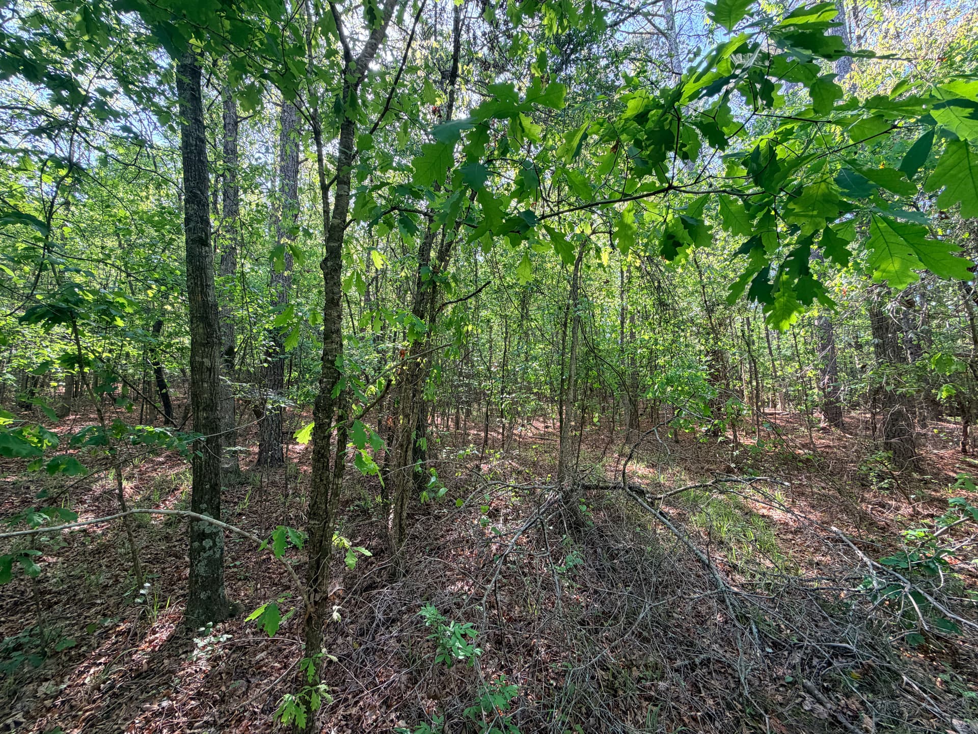 Gallery photos for Wooded Property Cleaned Up with Forestry Mulching: Image #1