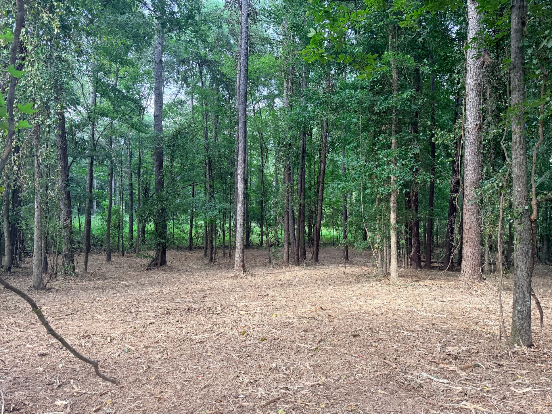 Gallery photos for 1.5 Acres of Thick Brush Cleared with Forestry Mulching: Image #2