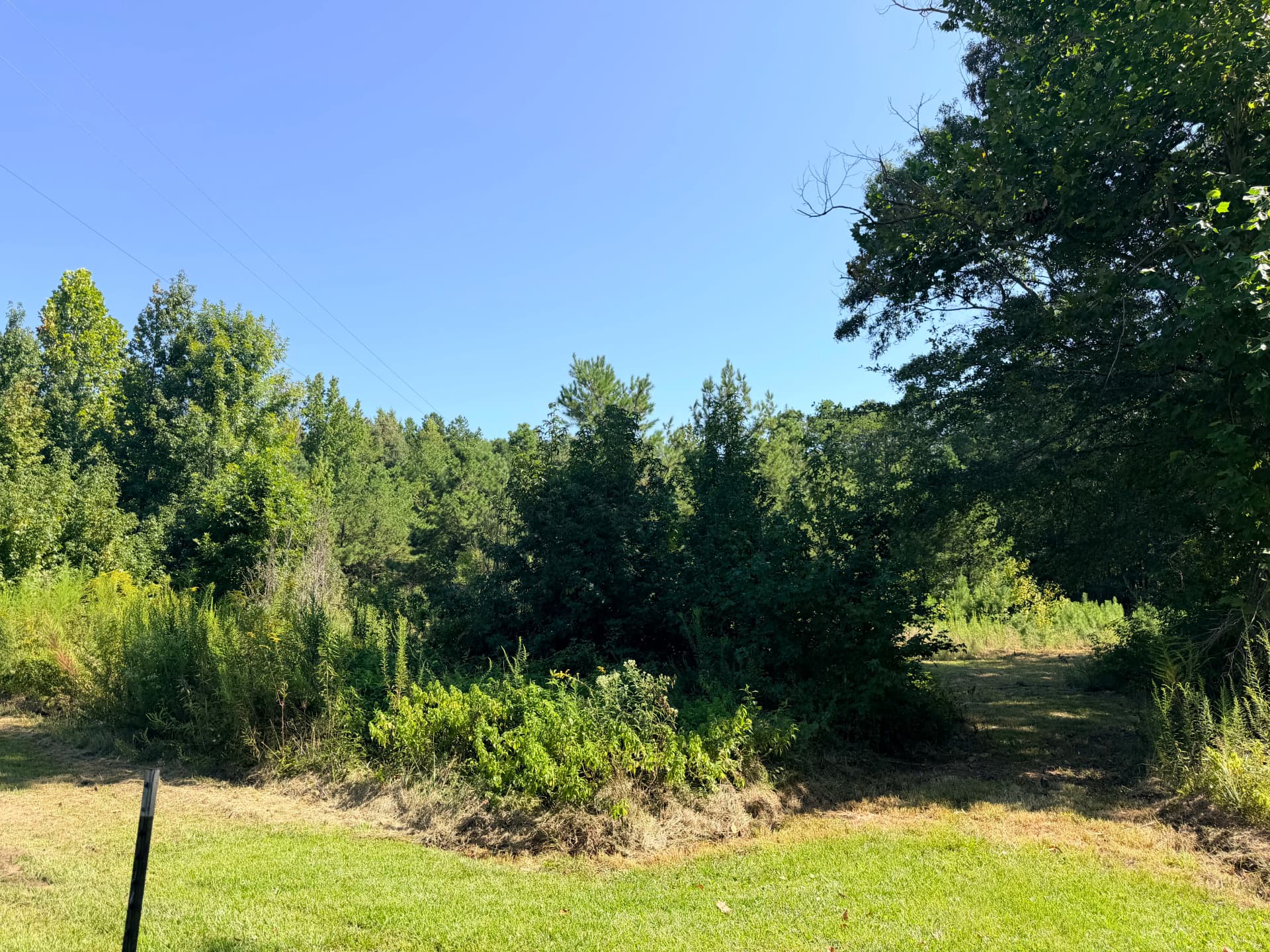 Gallery photos for Overgrown Lot to Open Land with Forestry Mulching: Image #1