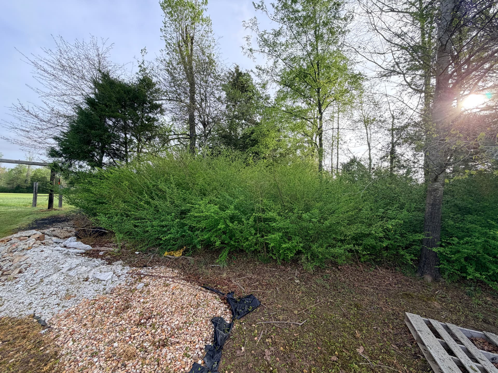 Gallery photos for Dense Overgrowth Cleared Down to Open Ground in Smithville MS: Image #1