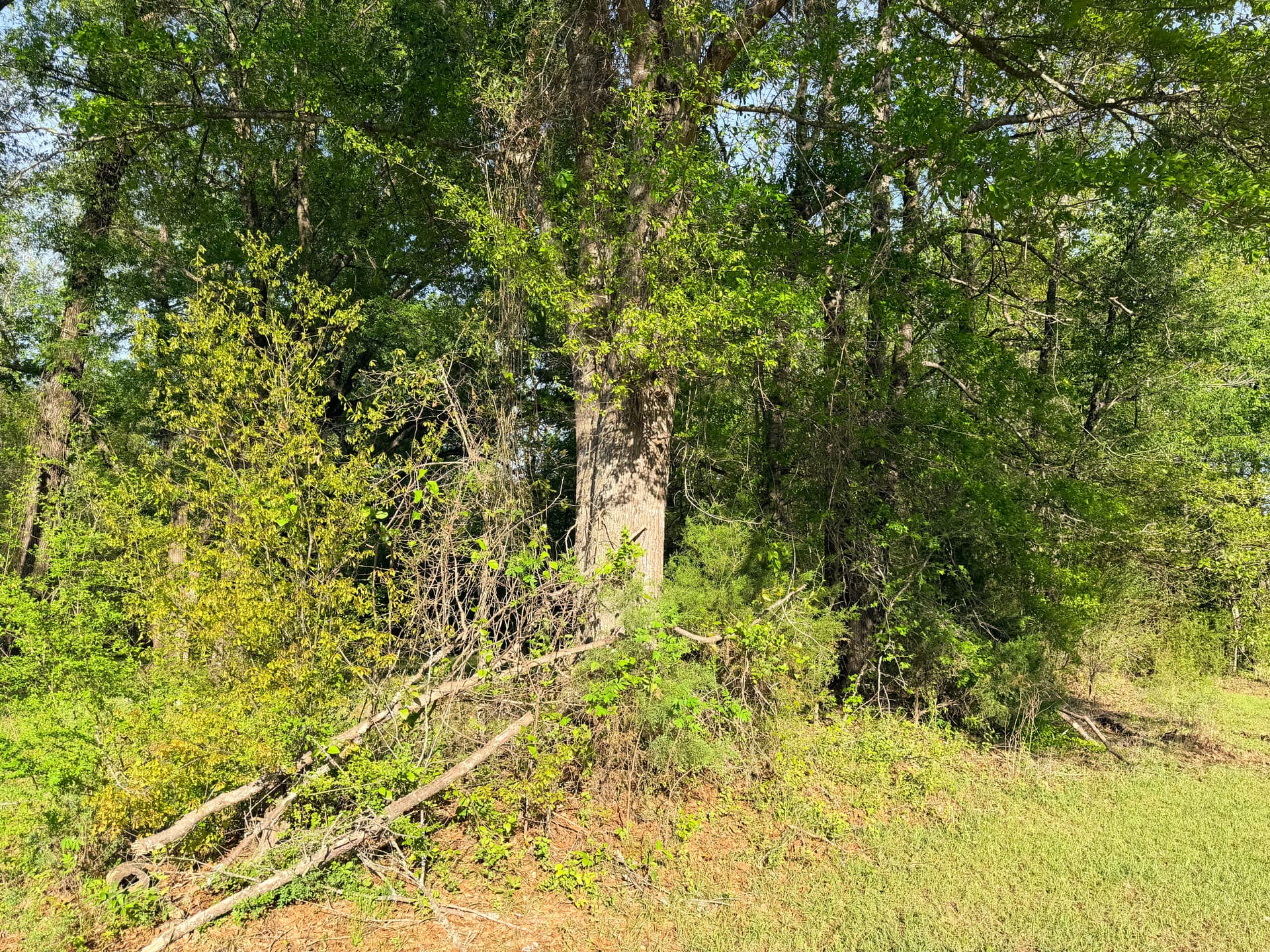 Gallery photos for Wooded Land Clearing That Opens Up Your Property: Image #1