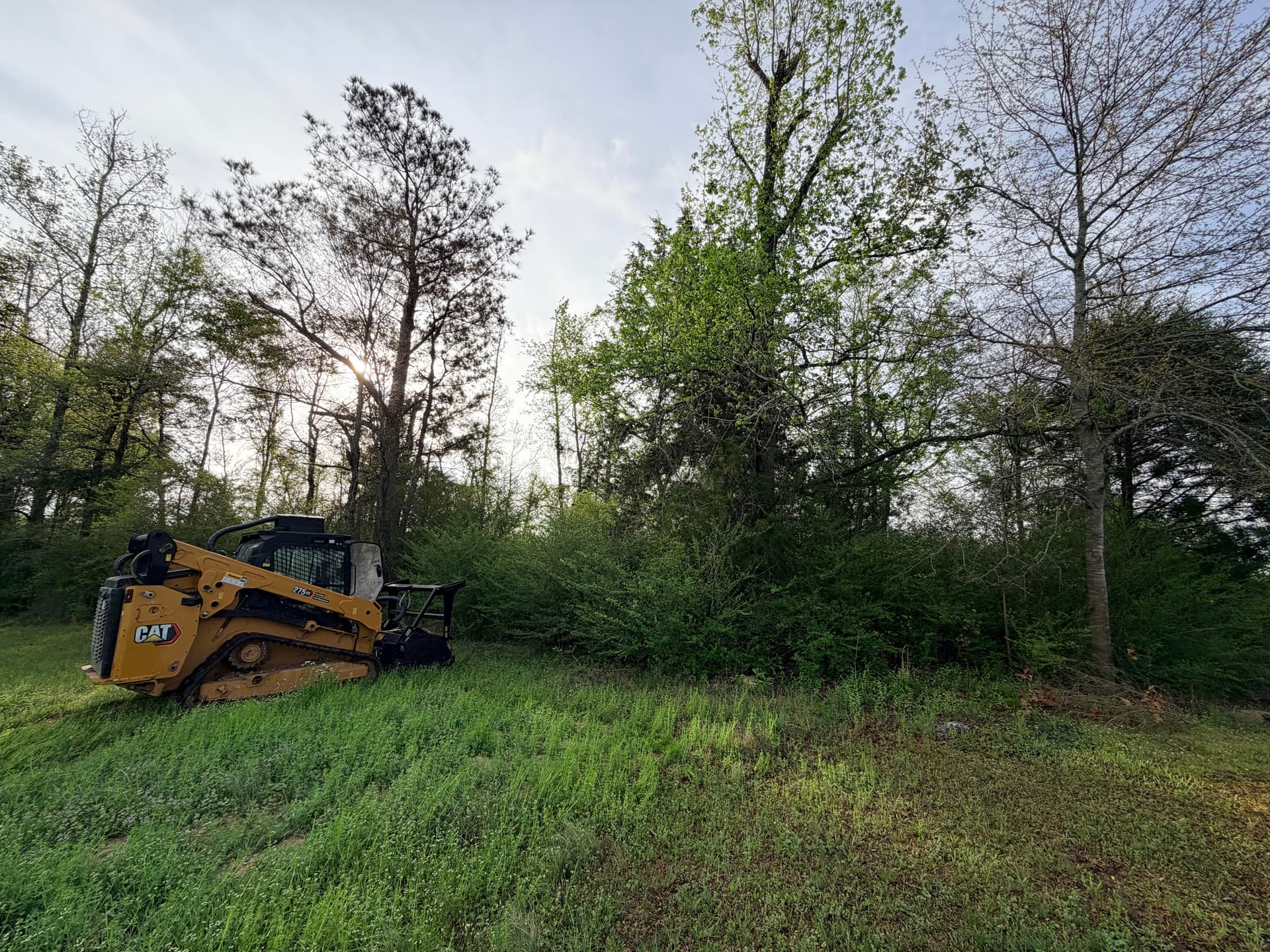 Dense Overgrowth Cleared Down to Open Ground in Smithville MS image
