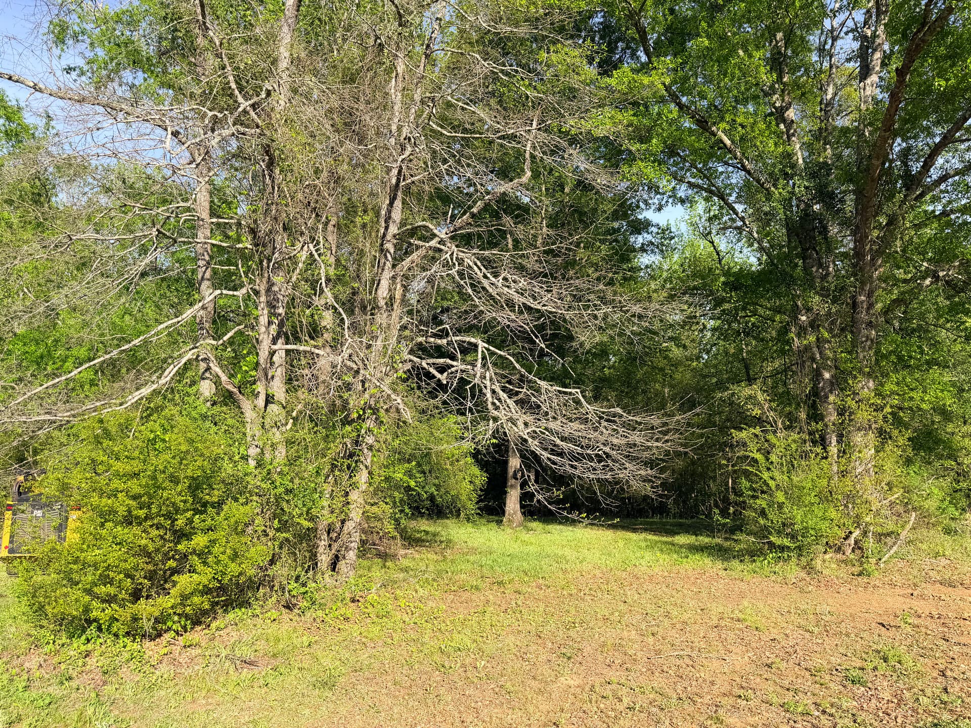 Wooded Land Clearing That Opens Up Your Property image