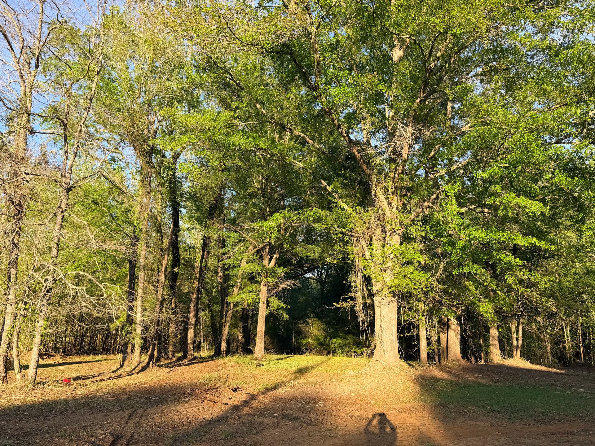Gallery photos for Wooded Land Clearing That Opens Up Your Property: Image #3