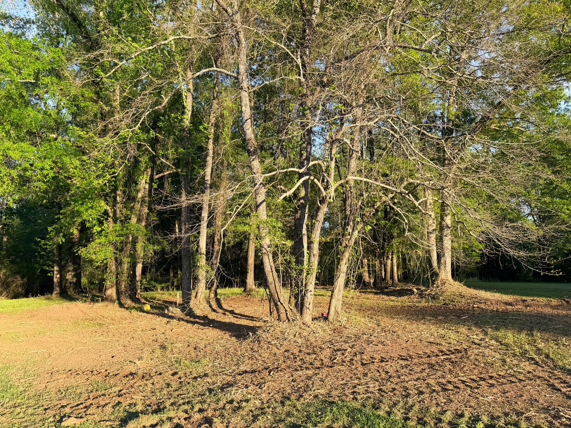 Gallery photos for Wooded Land Clearing That Opens Up Your Property: Image #2