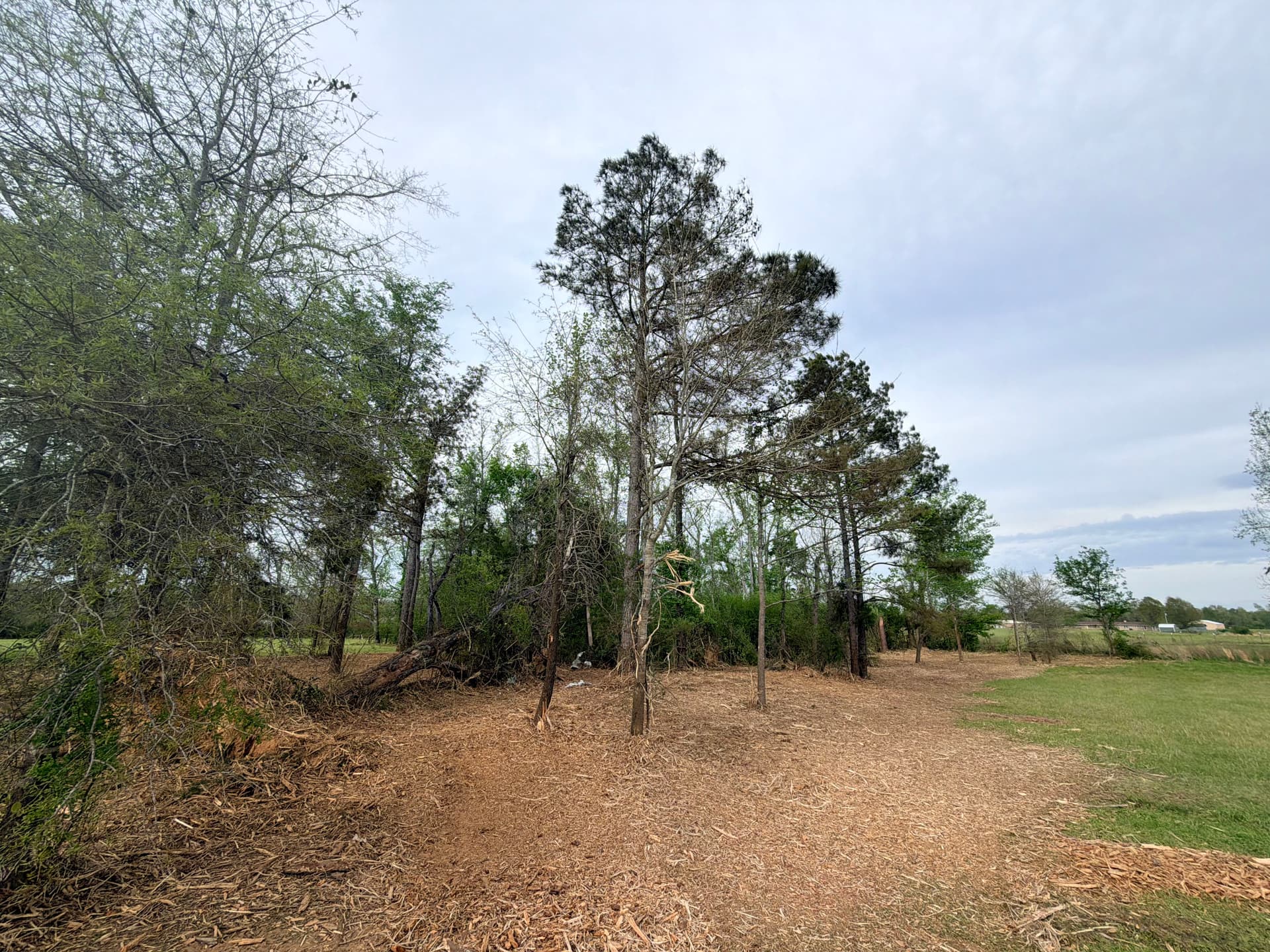 Gallery photos for Dense Overgrowth Cleared Down to Open Ground in Smithville MS: Image #2